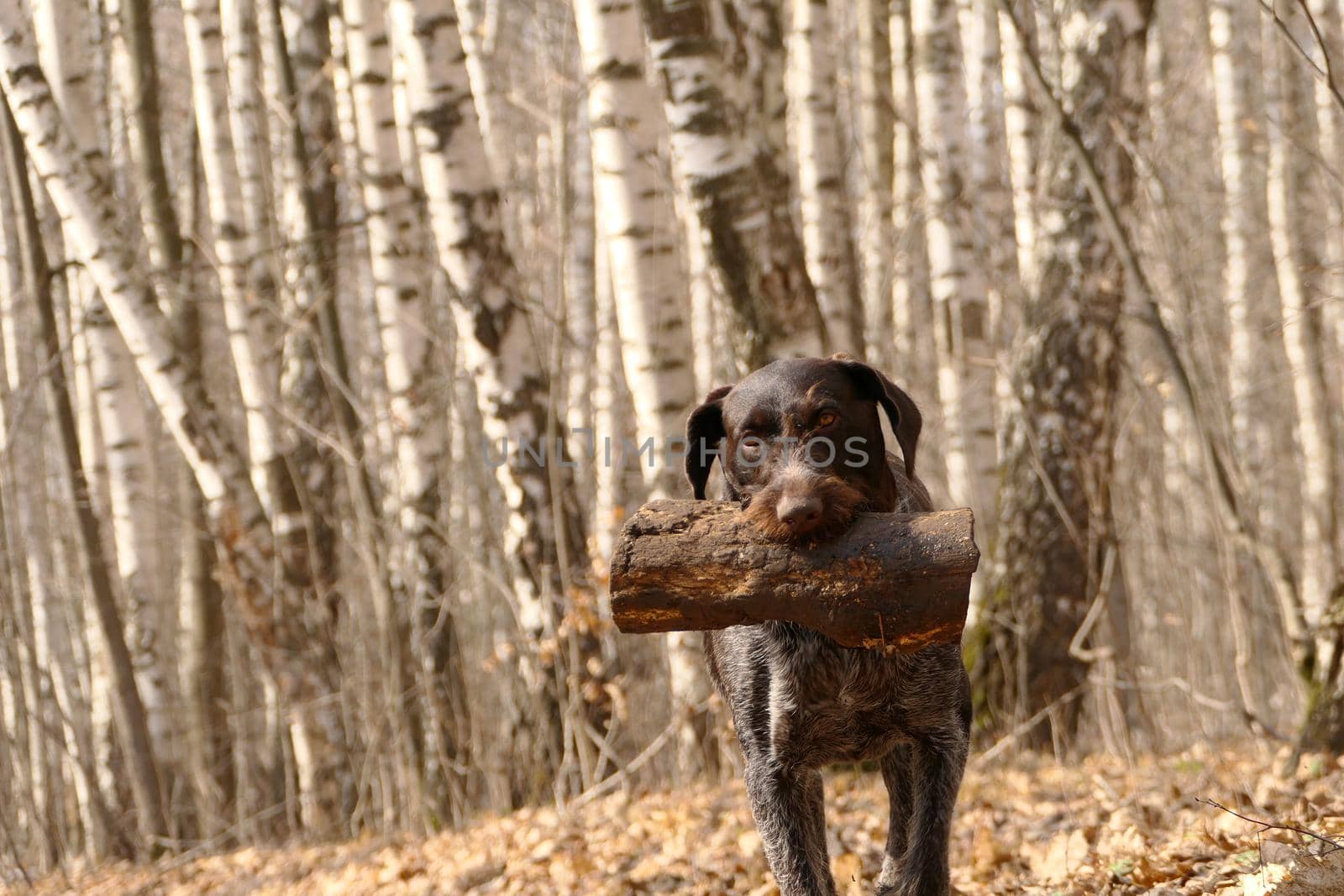 German dog, hunting walks in the woods in the spring, plays with a log. High quality photo