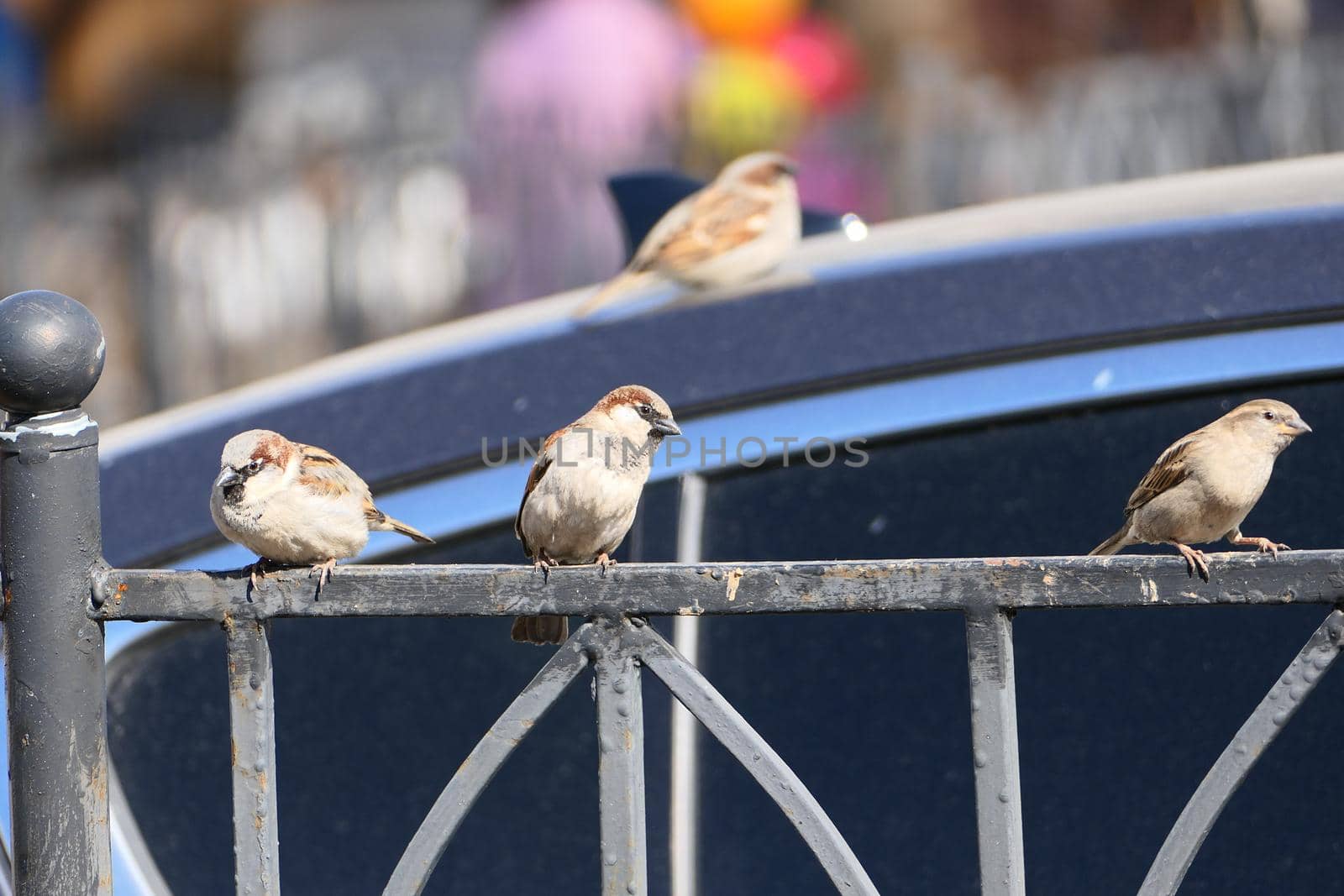 Birds, sparrows sit on the fence, spring sunny day. High quality photo