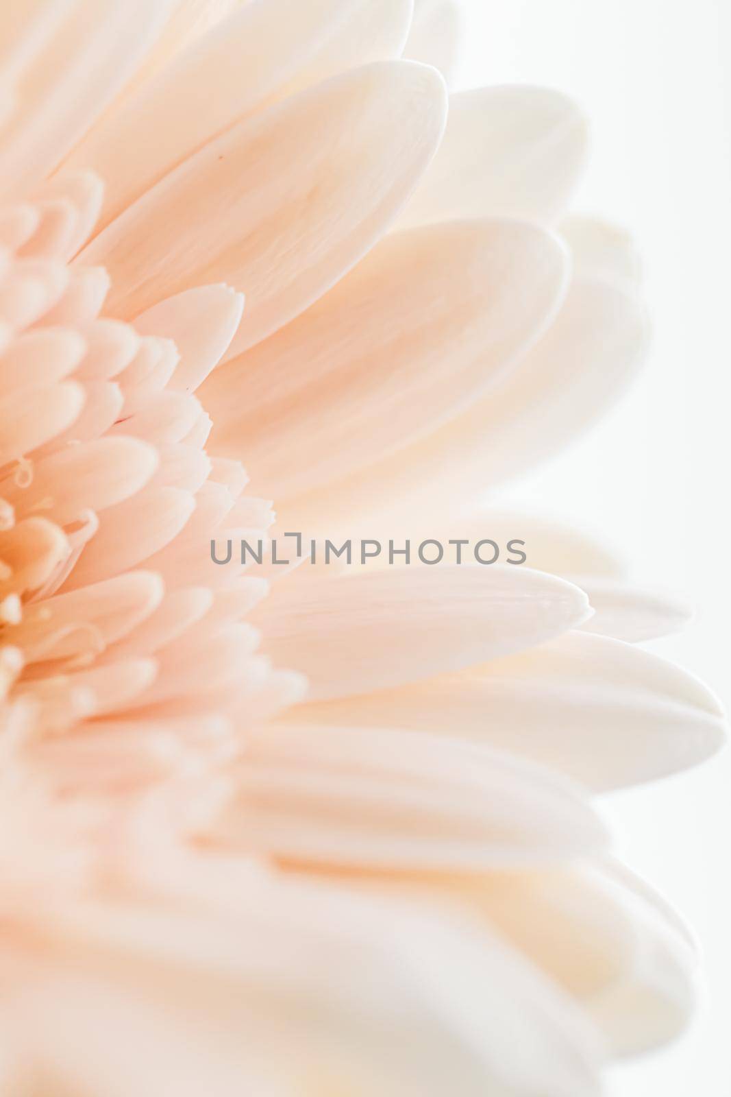 Beauty of a daisy flower, floral art and beauty in nature by Anneleven