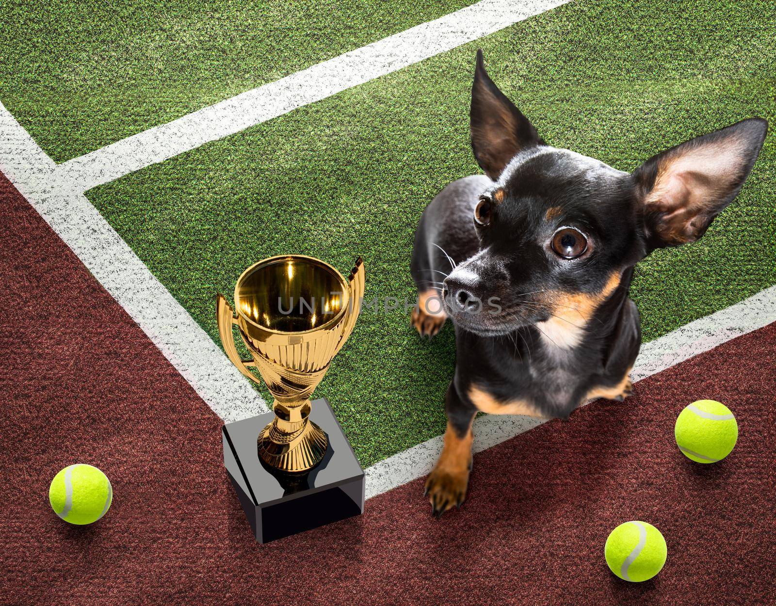 player sporty prague ratter  dog on tennis field court with balls, ready for a play or game and win a trophy