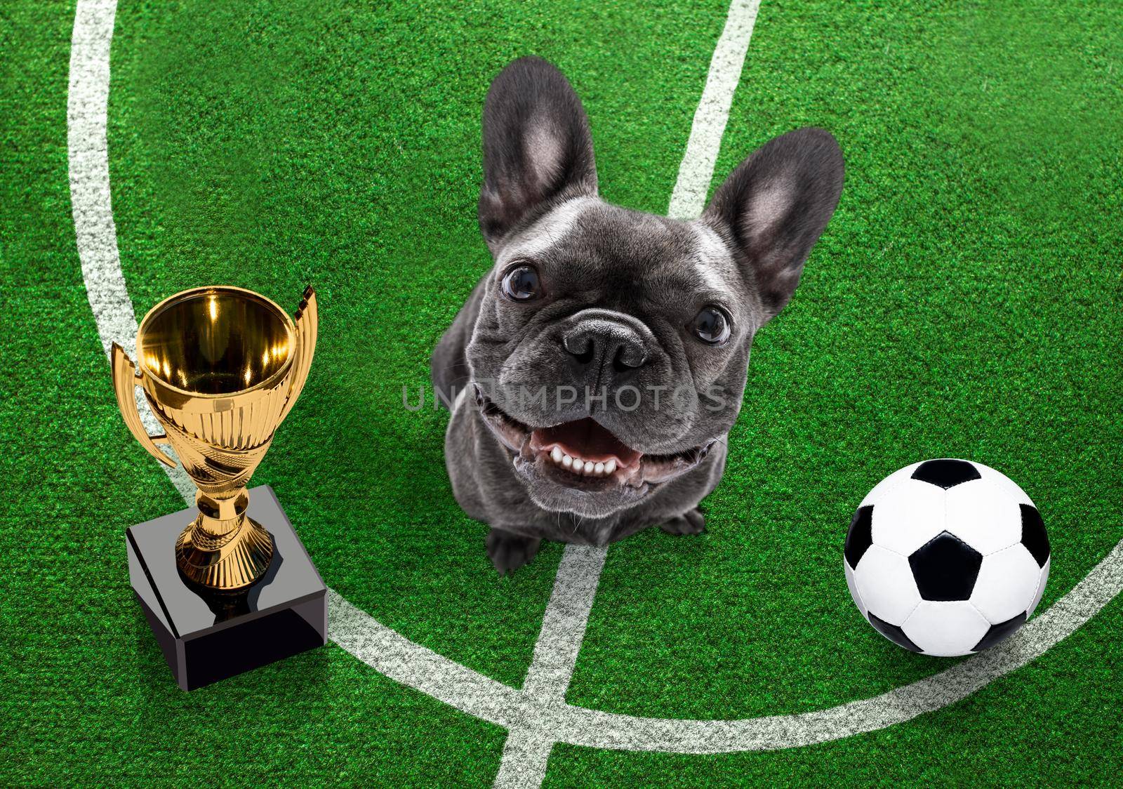 soccer player dog by Brosch