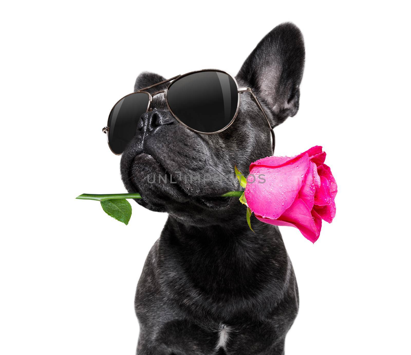 french bulldog dog on valentines love or mothers and fathers day with rose and petals