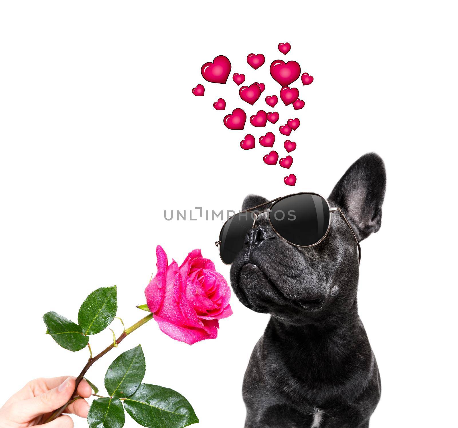 french bulldog dog on valentines love or mothers and fathers day with rose and petals