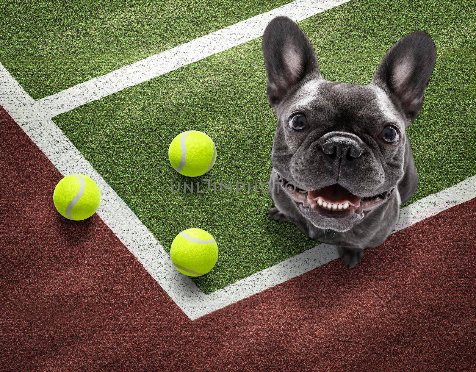 player sporty french bulldog dog on tennis field court with balls, ready for a play or game