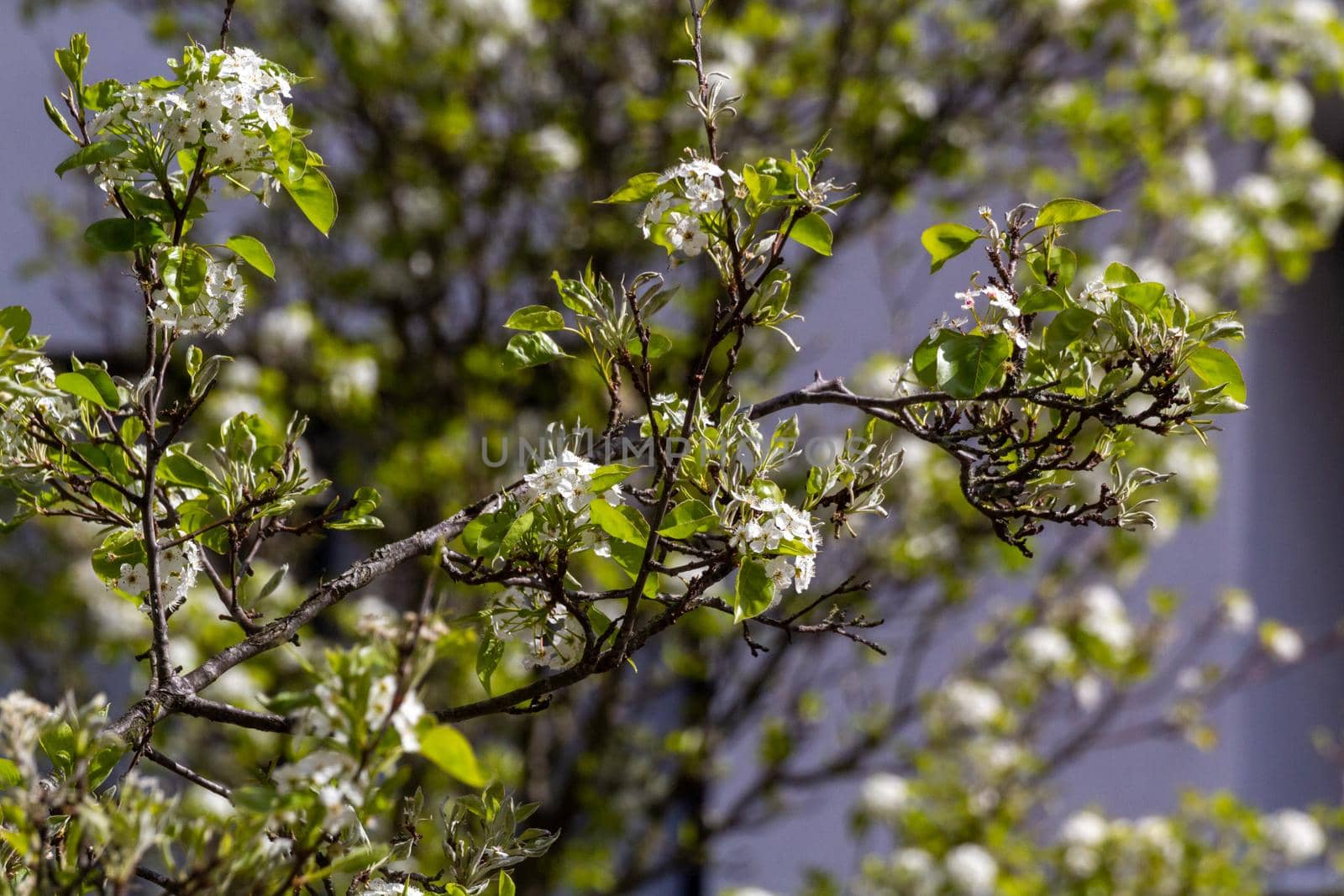 Close-up of  a tree twig with white flowers and green leaves on a sunny day with another tree in the background