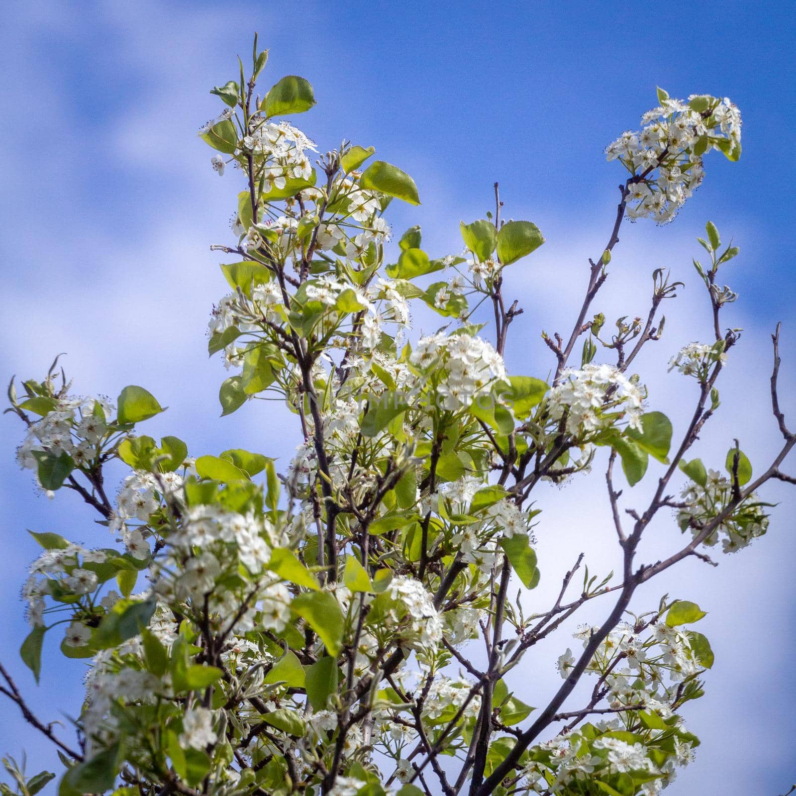 Close-up of  a tree twig with white flowers and green leaves on a sunny day against a blue sky