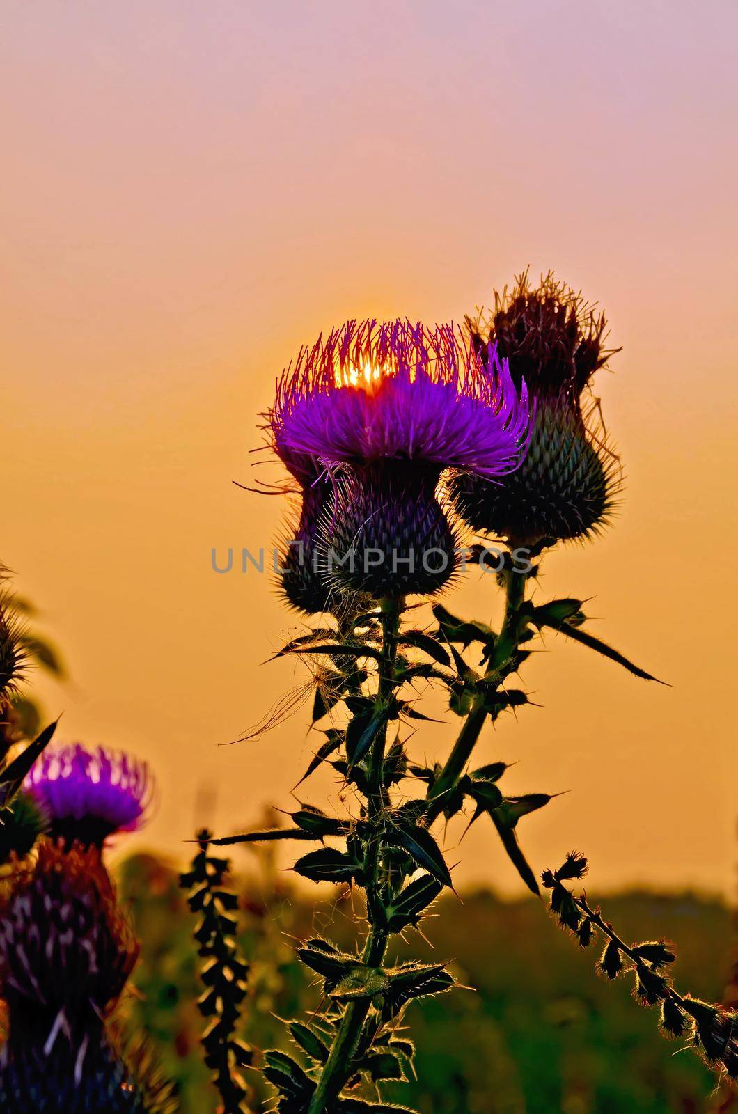 Sun streaming through the petals thistle at sunset