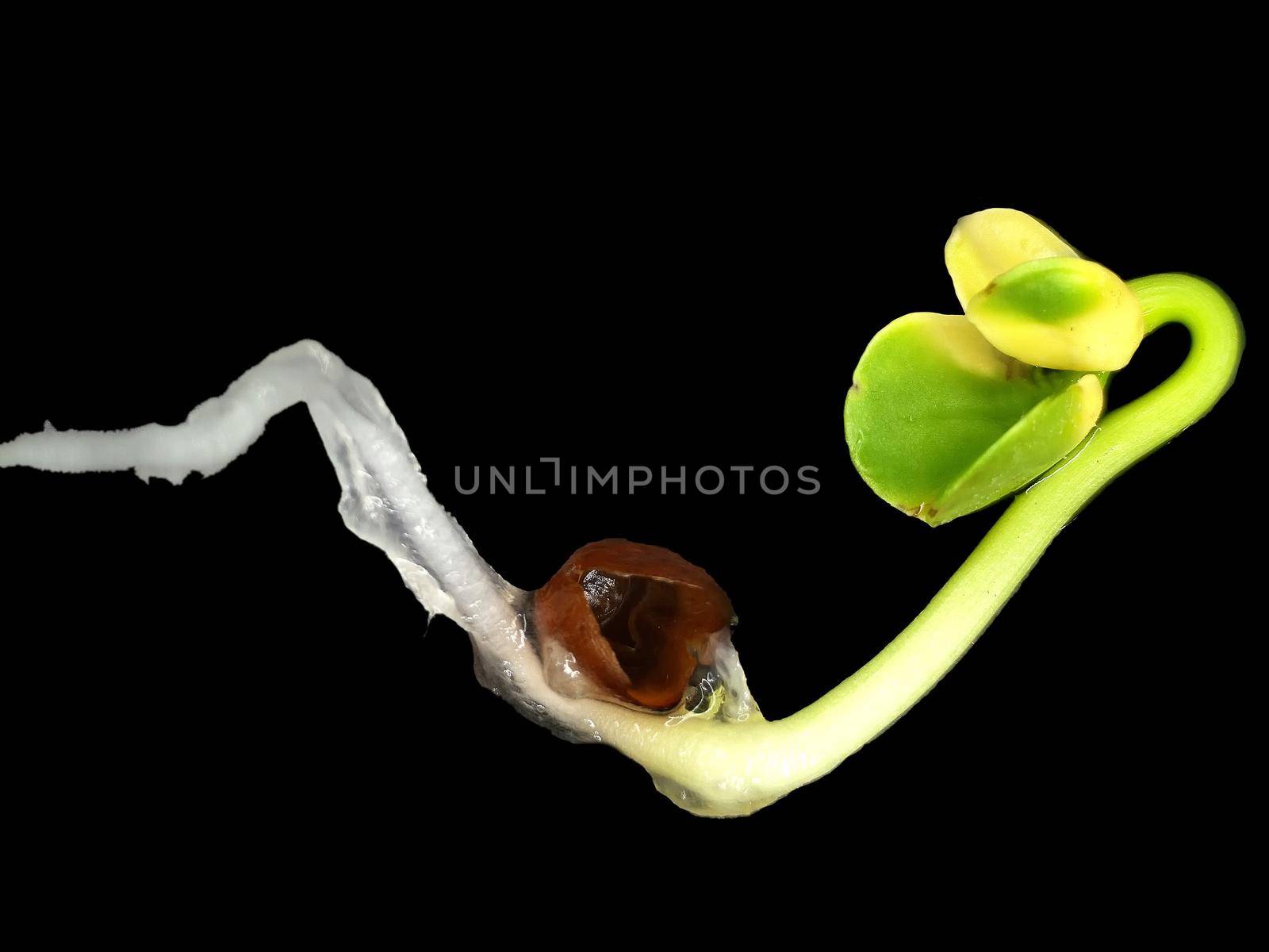Daikon sprout in a closeup