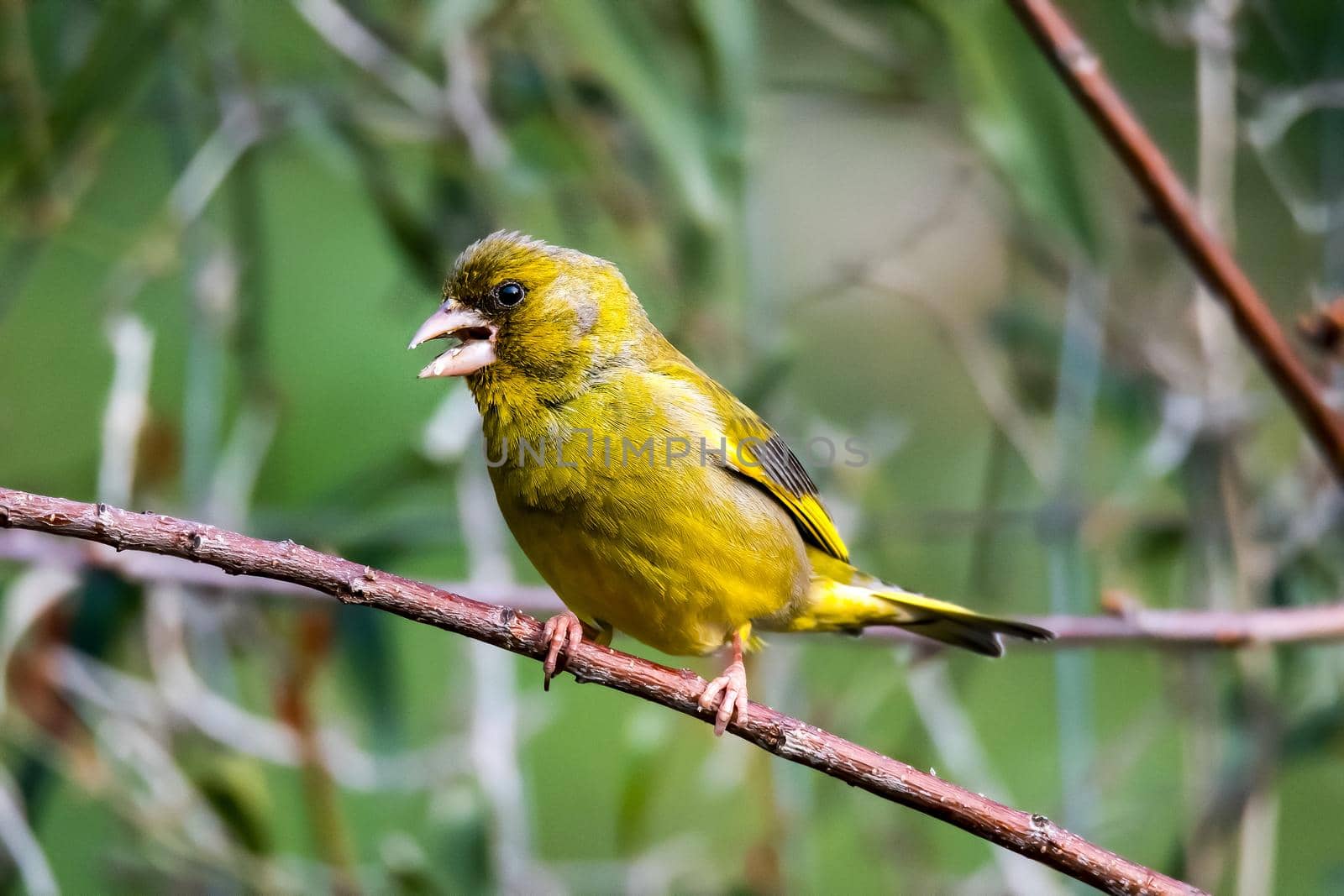 greenfinch bird sitting on a branch by carfedeph