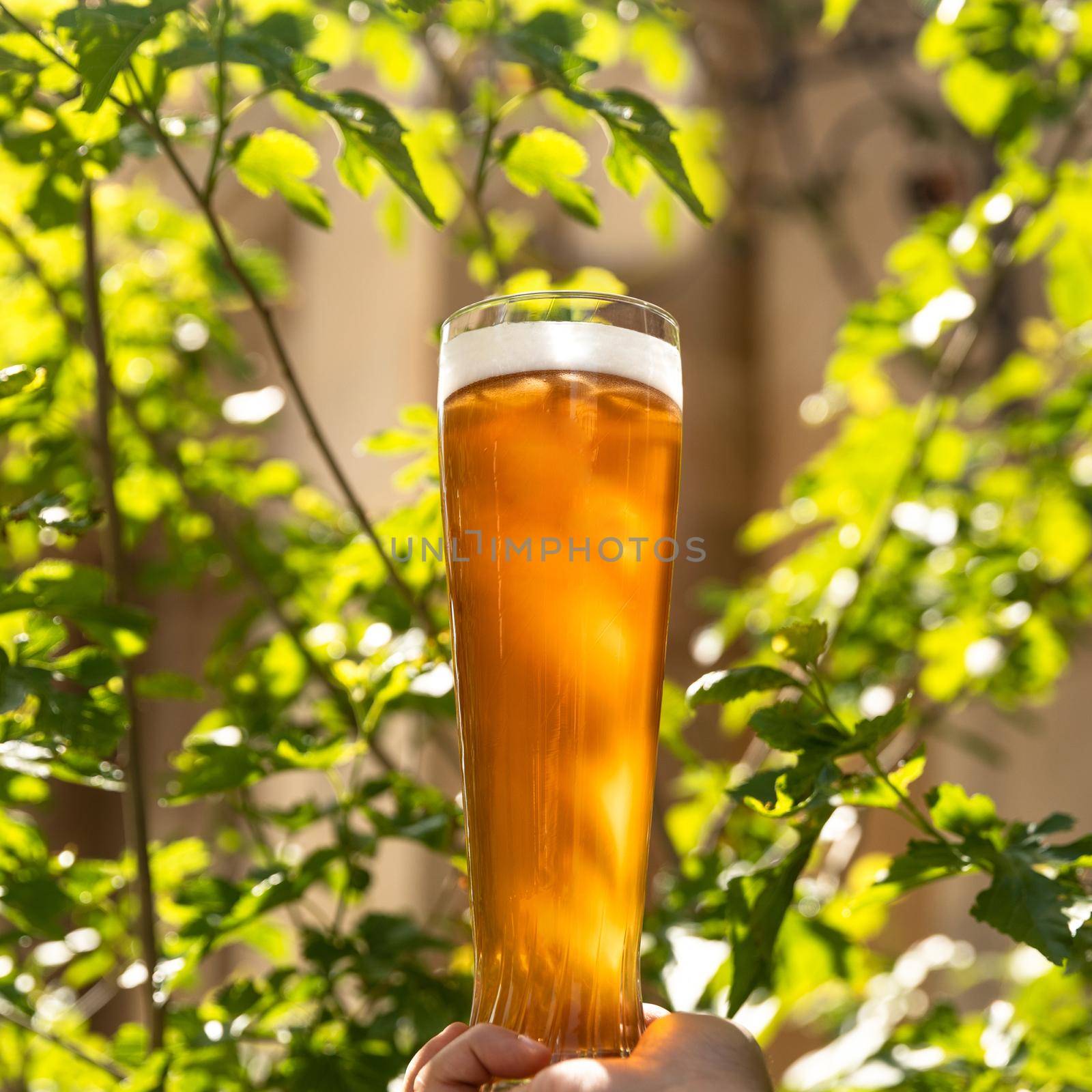 Man holding beer glass between tree leaves