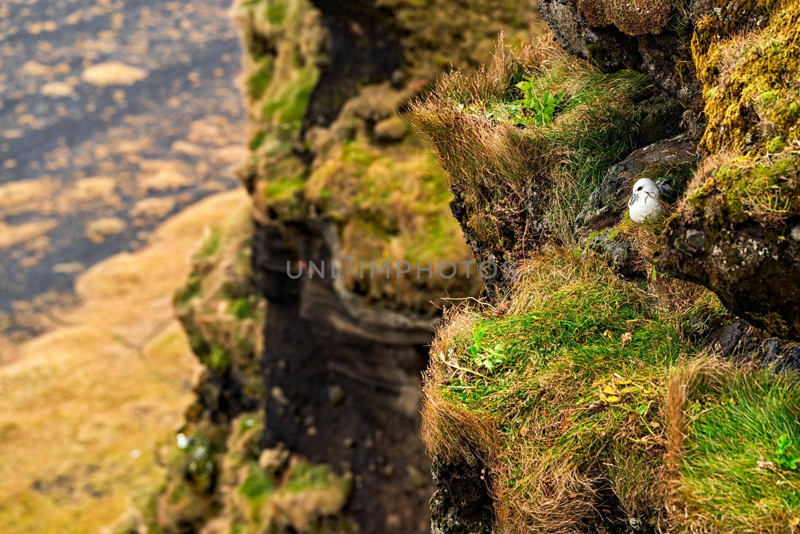 Wild pigeon bird on the cliff in Dyrholaey, Iceland