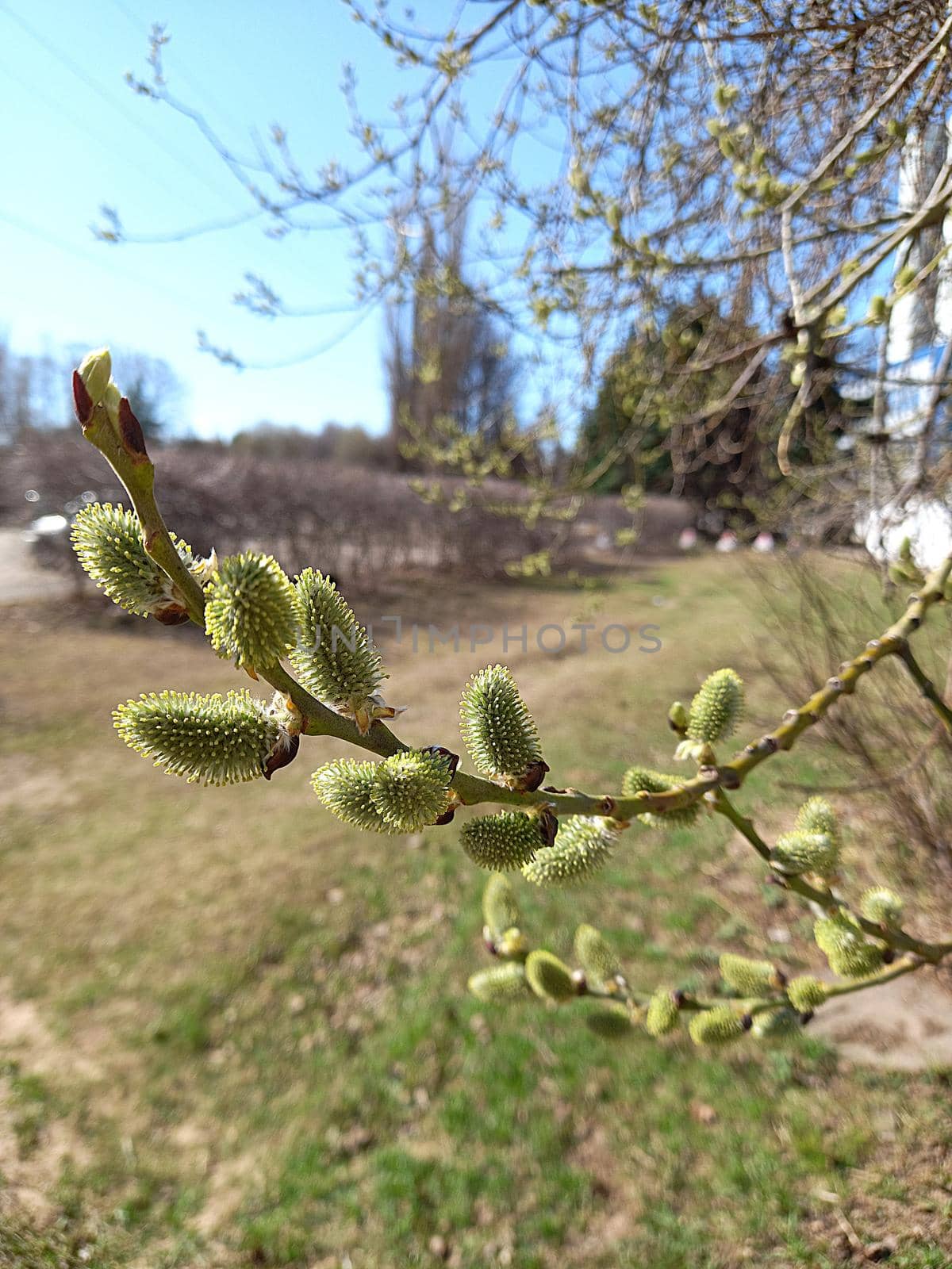 Blossoming willow in spring against a blue sky. by Olga26