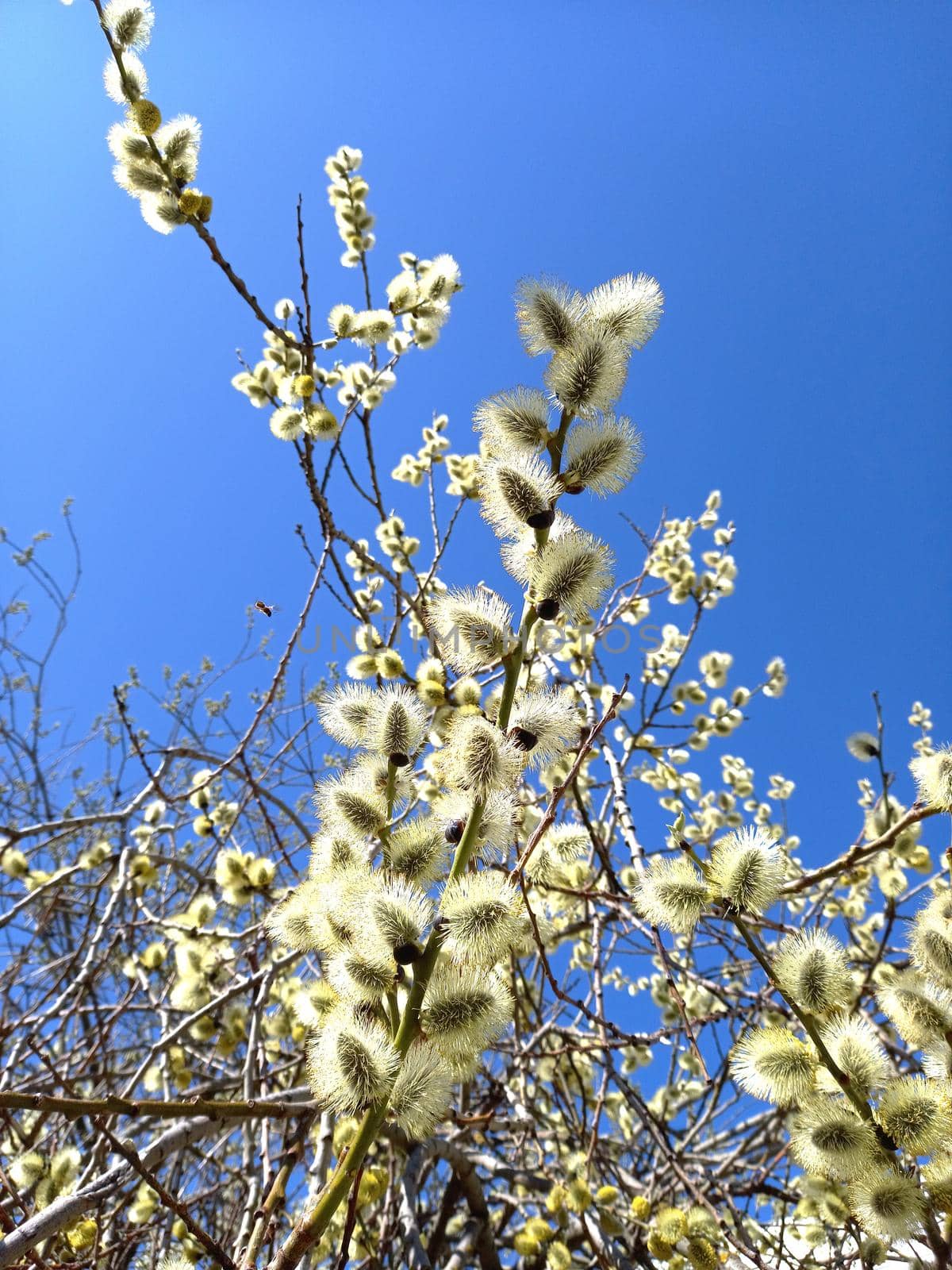 Blossoming willow in spring against a blue sky. High quality photo