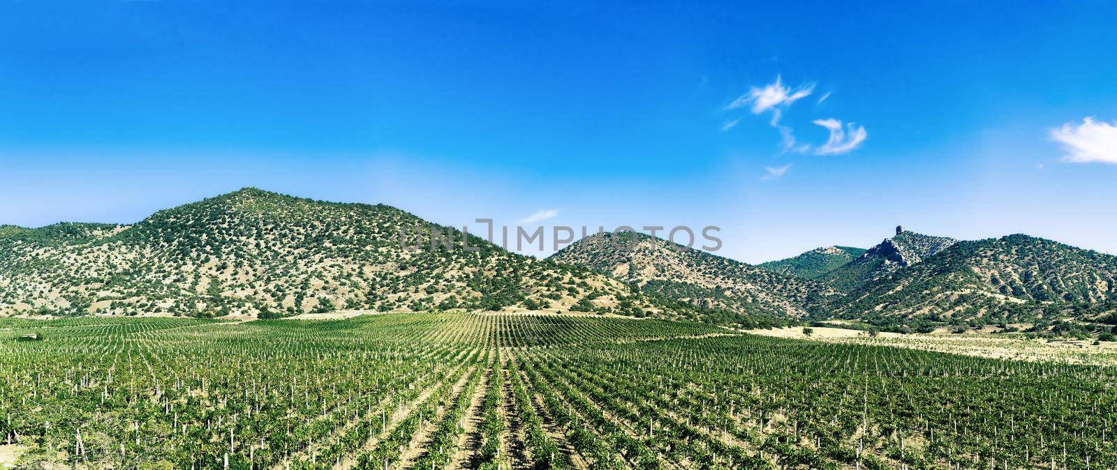 Extrawide panoramic view of vineyard with mountain on background. Vineyard on sunny day with amazing blue sky. horizontal panorama can use for banner. Copy space for text.