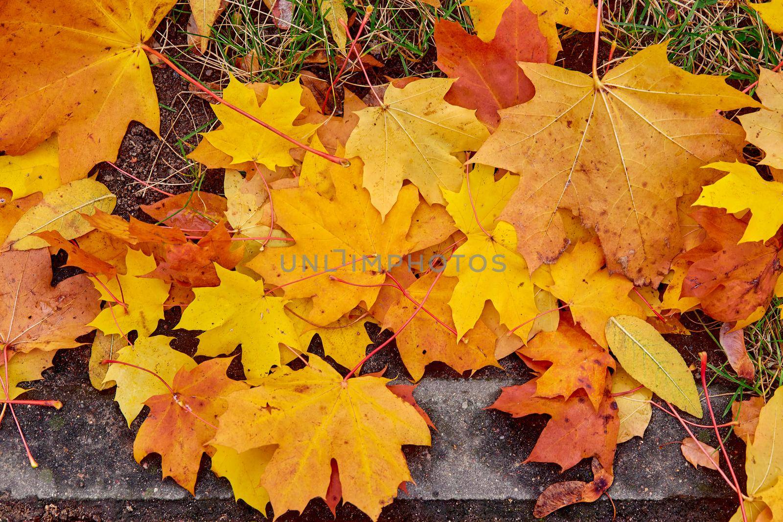 Maple Leaves next to the sidewalk Mixed Fall Colors Background.