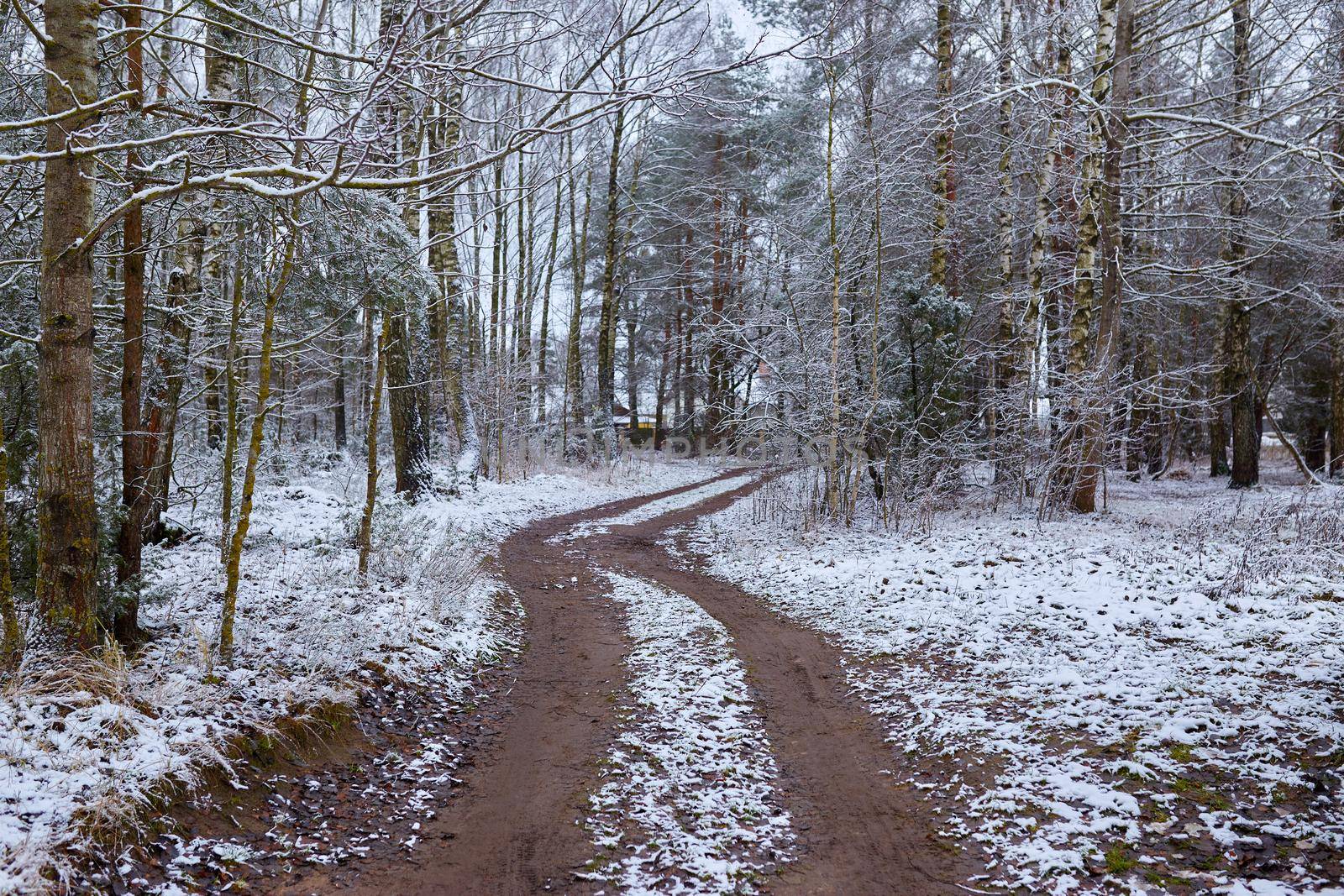 Mixed forest in cloudy day. The road at the edge of the forest