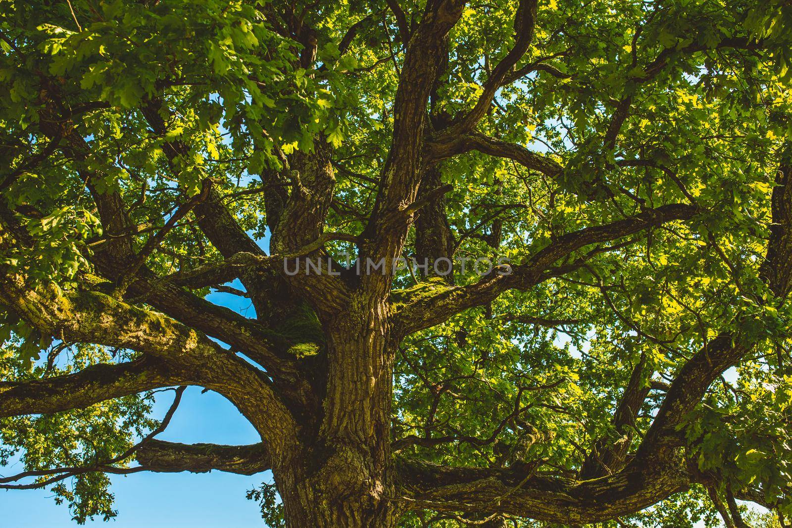 Looking up at the crown of an oak tree on a clear sunny day