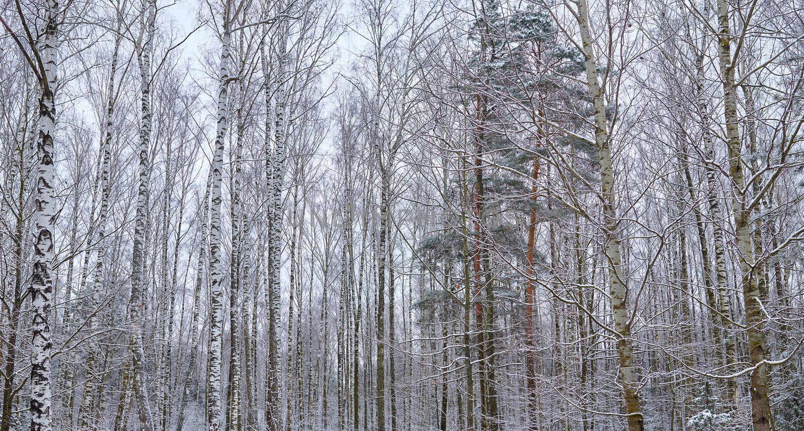 Mixed forest in cloudy winter day. Birch trees in snow.