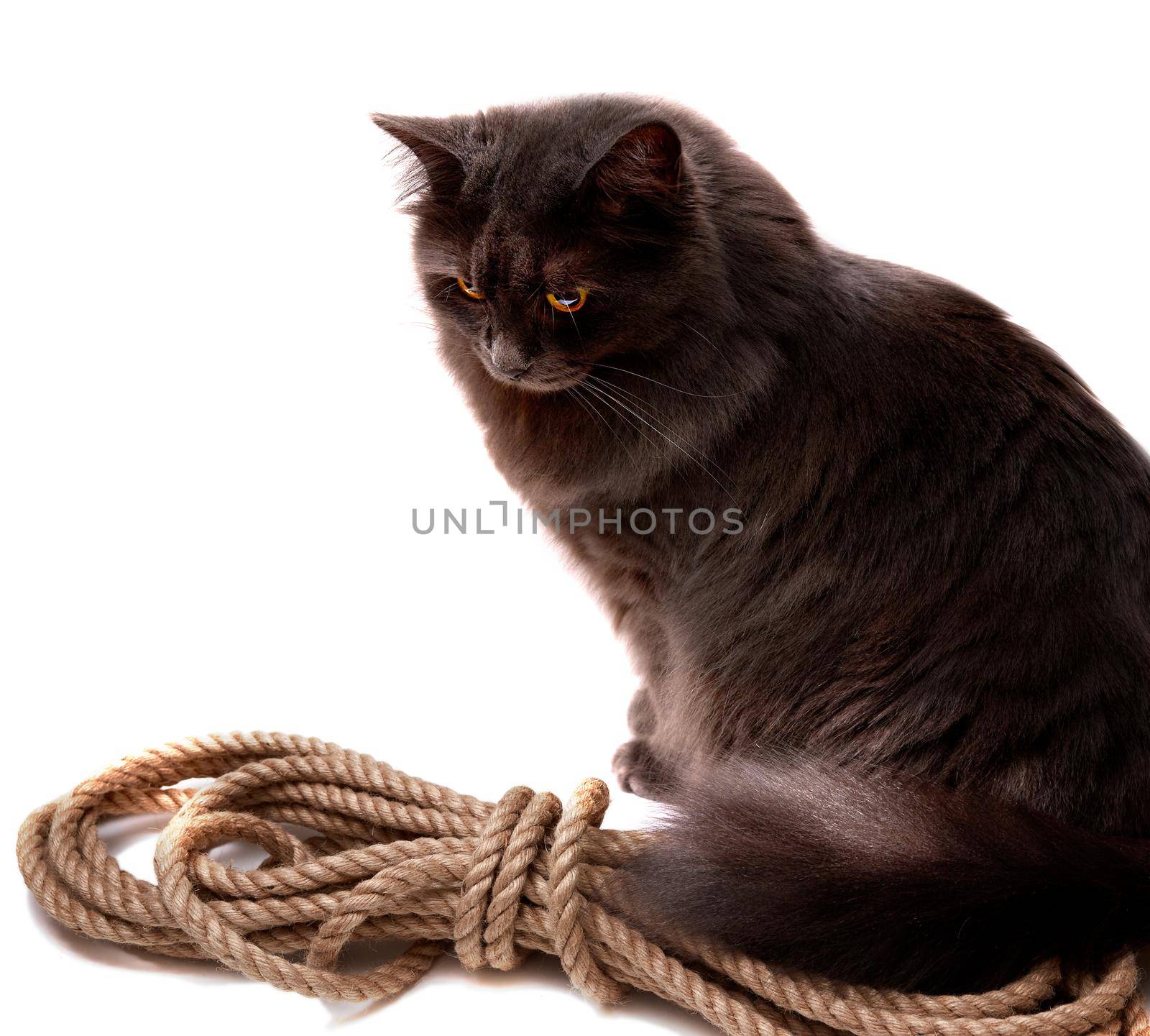 Nebelung cat sits on a rope isolated on white background