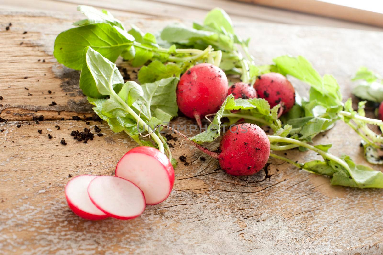 Slicing a farm fresh bunch of radishes for salad ingredients on a rustic wooden table with scattered remnants of soil