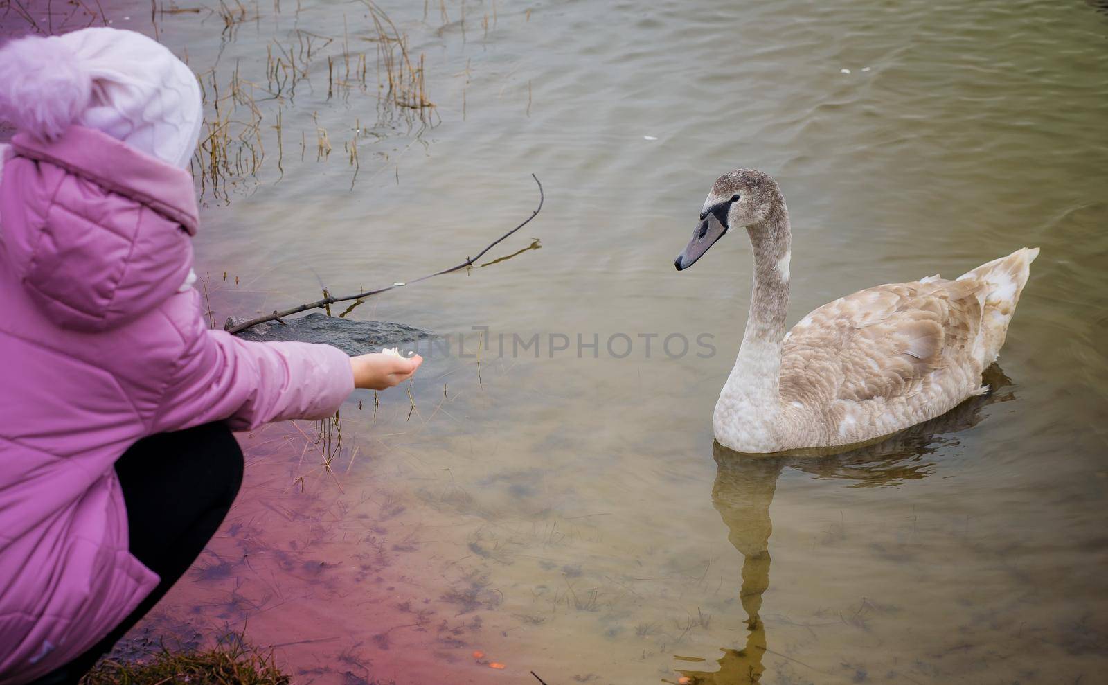 A girl feeds a young Swan with her hand on the river Bank.Selective focus