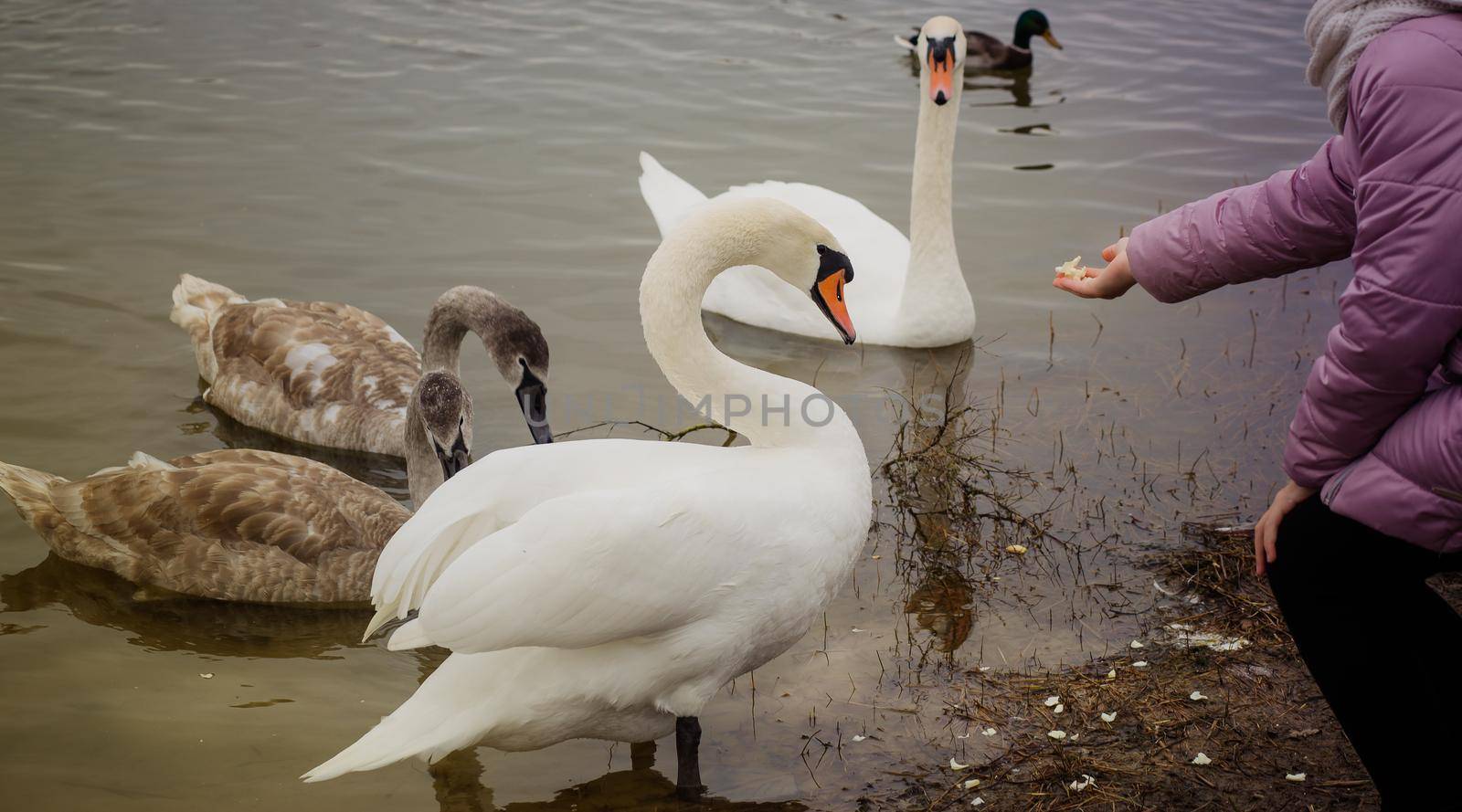 A girl feeds a young Swan with her hand on the river Bank.Selective focus