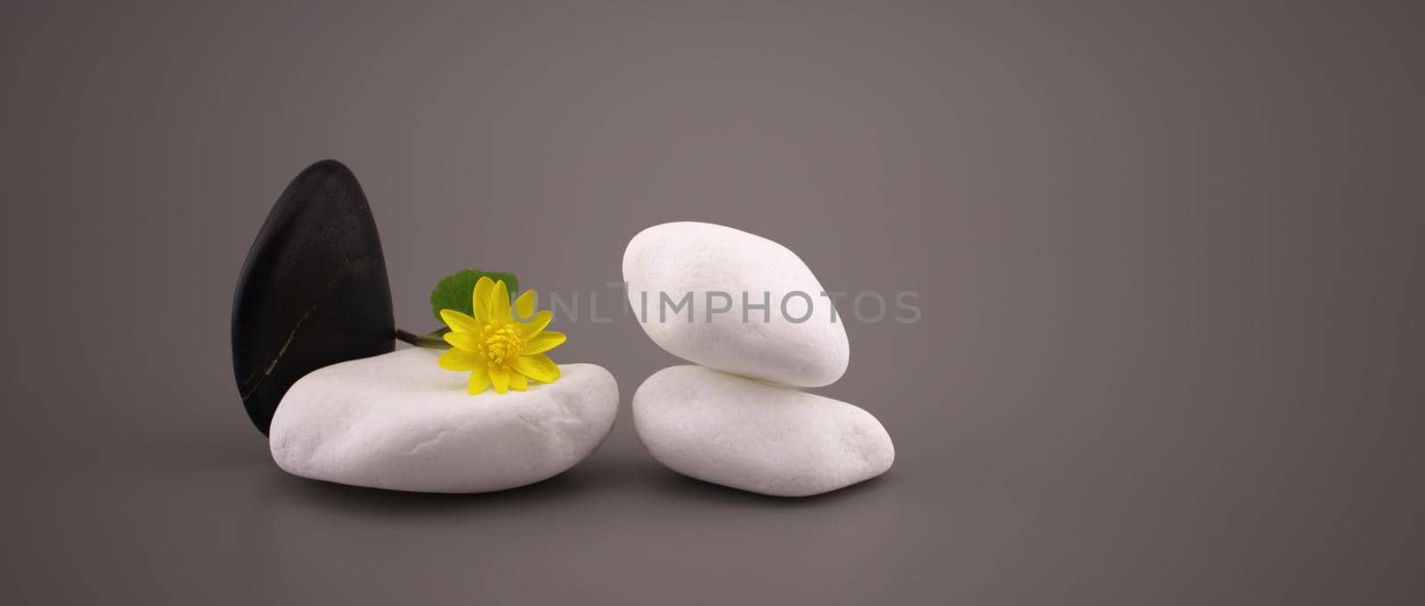 Black and white stones and yellow spring flower by NetPix