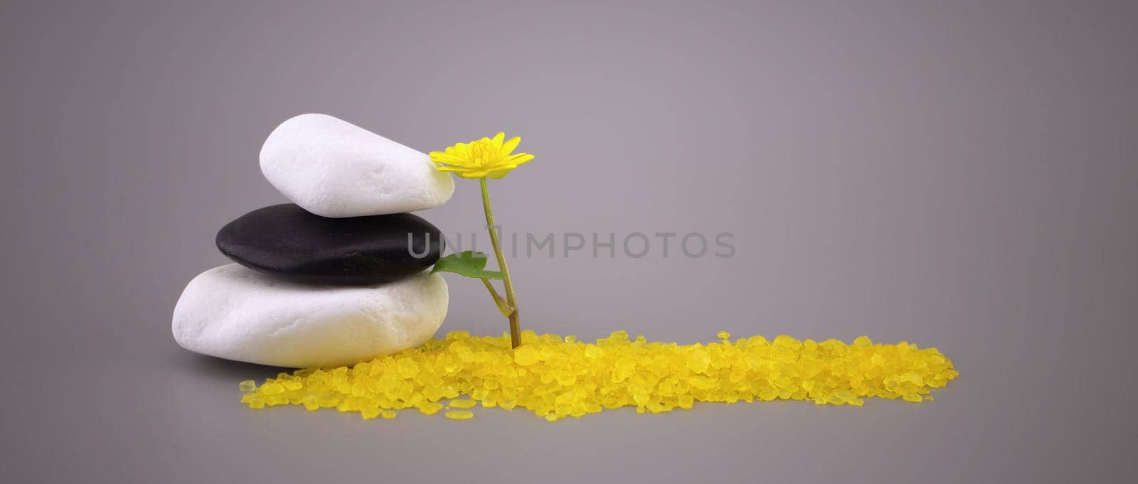 Zen still life with stacked stones, yellow spring flower and spa crystals or granules in a panorama design template on grey with copyspace and side vignette