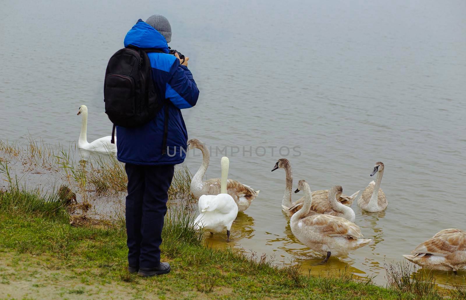 A young boy photographs nature in the Park and swans near the water