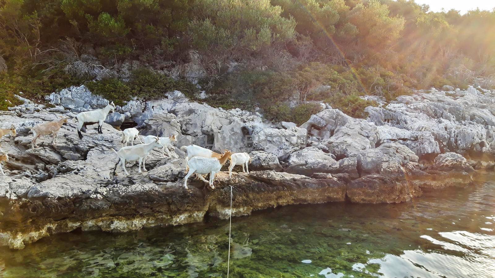 Goats At Sea Background