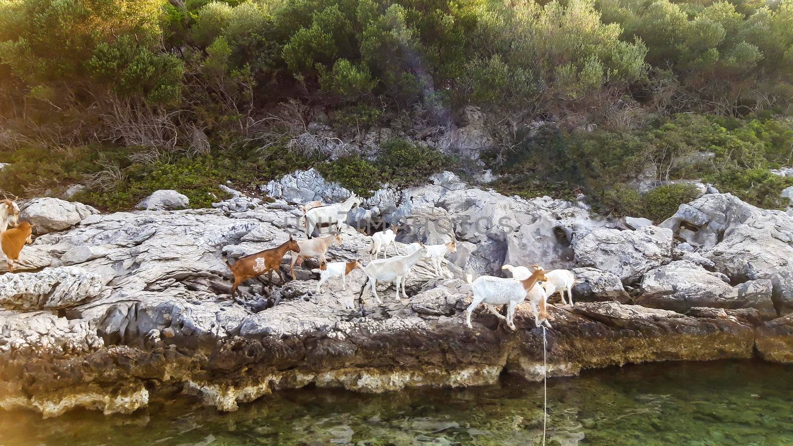 Goats At Sea Background