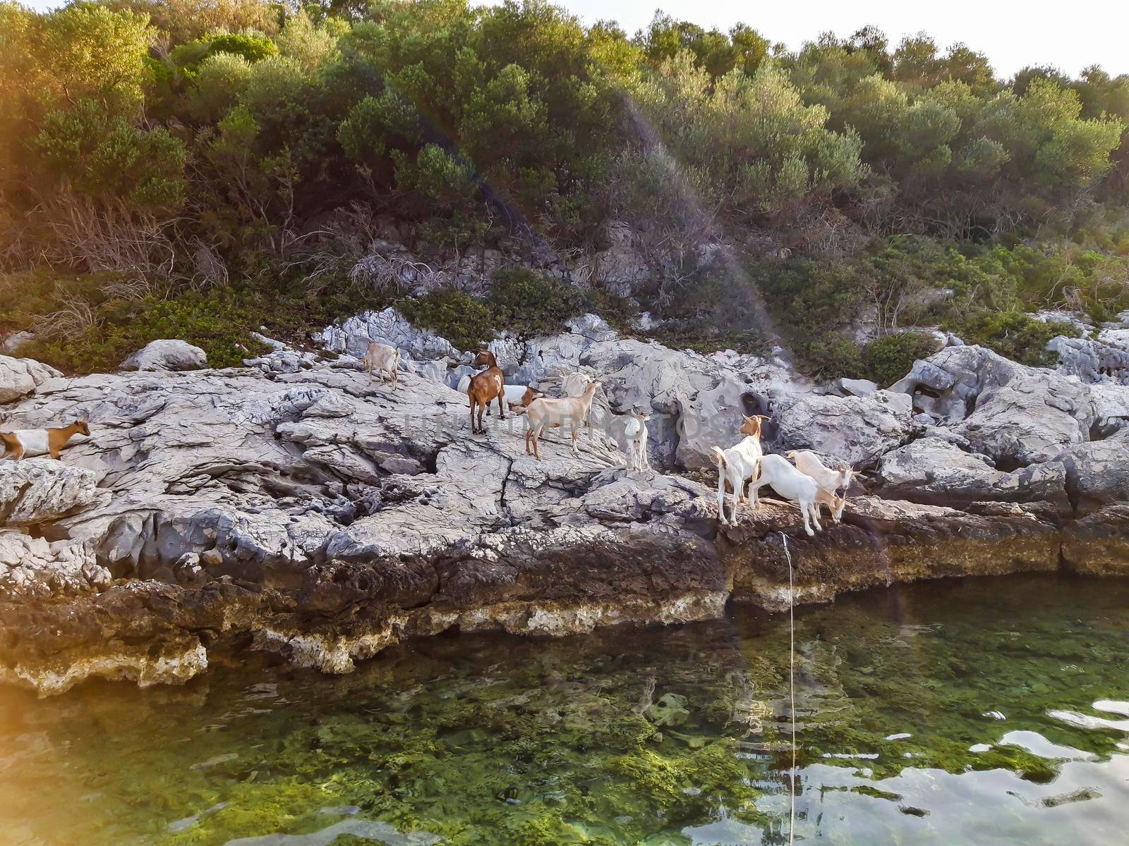 Goats At Sea Background by swissChard7