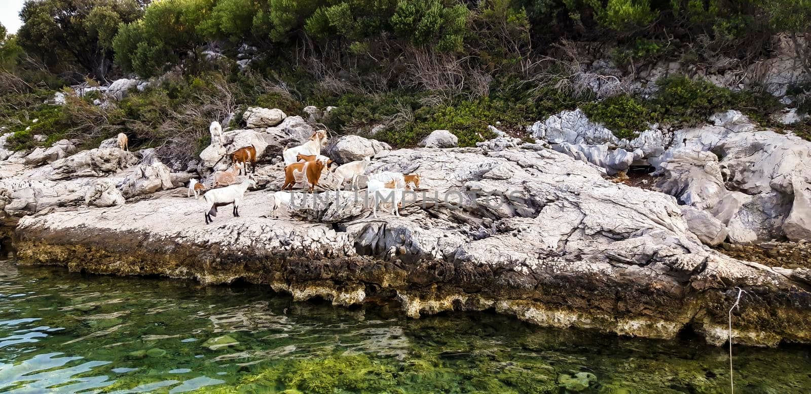 Goats At Sea Background