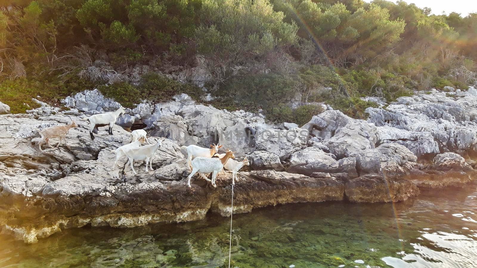 Goats At Sea Background