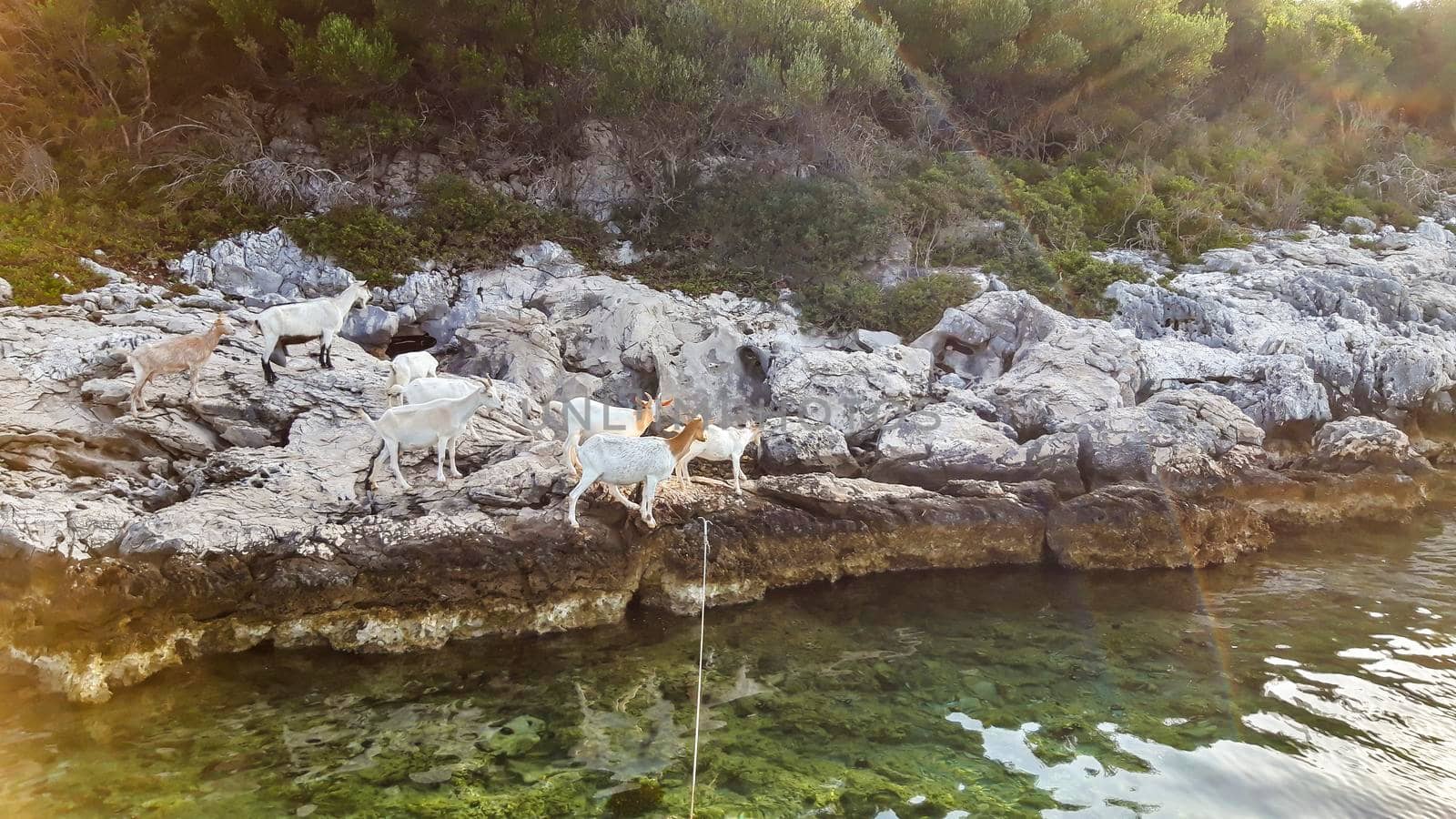 Goats At Sea Background by swissChard7