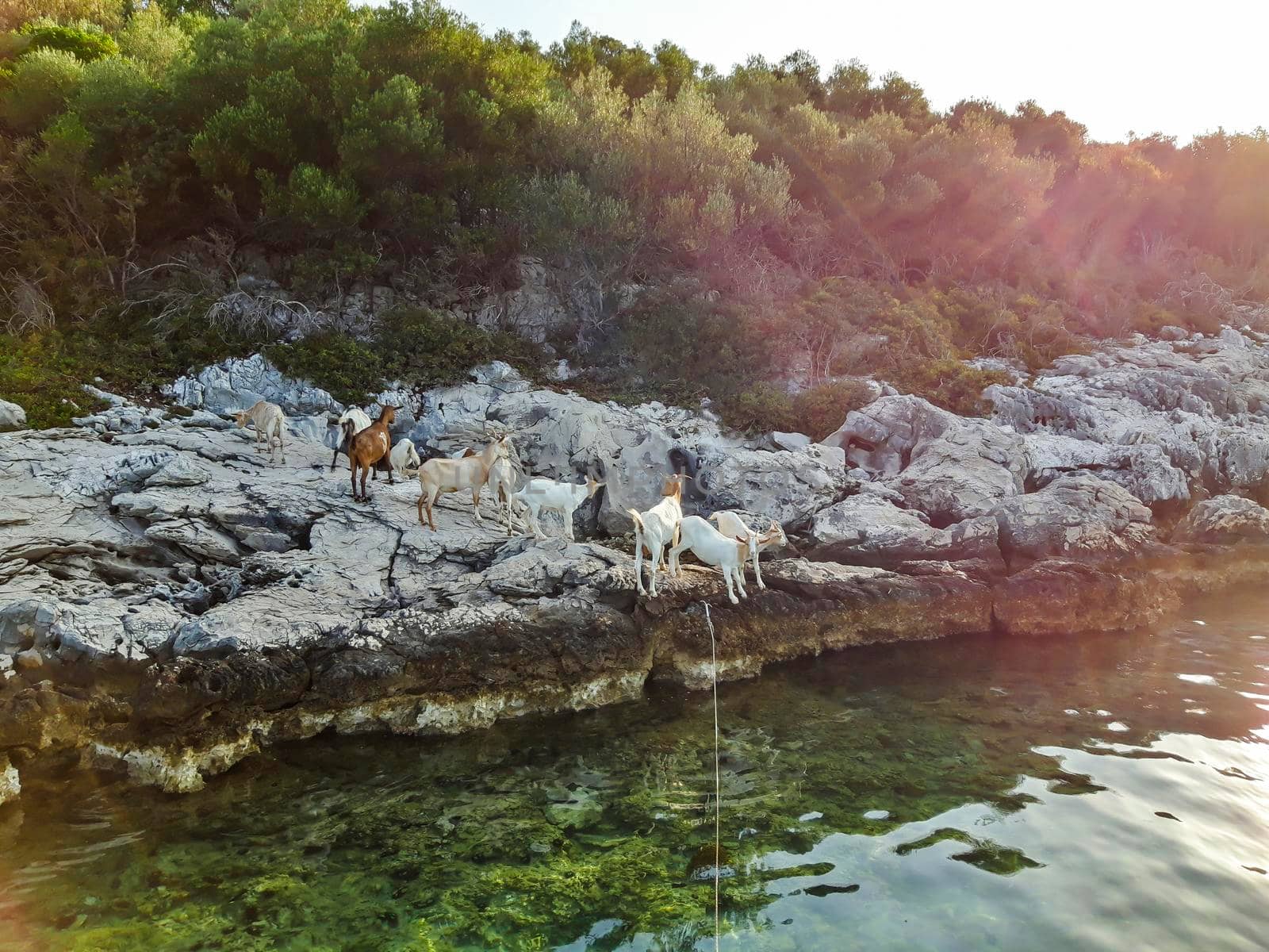 Goats At Sea Background