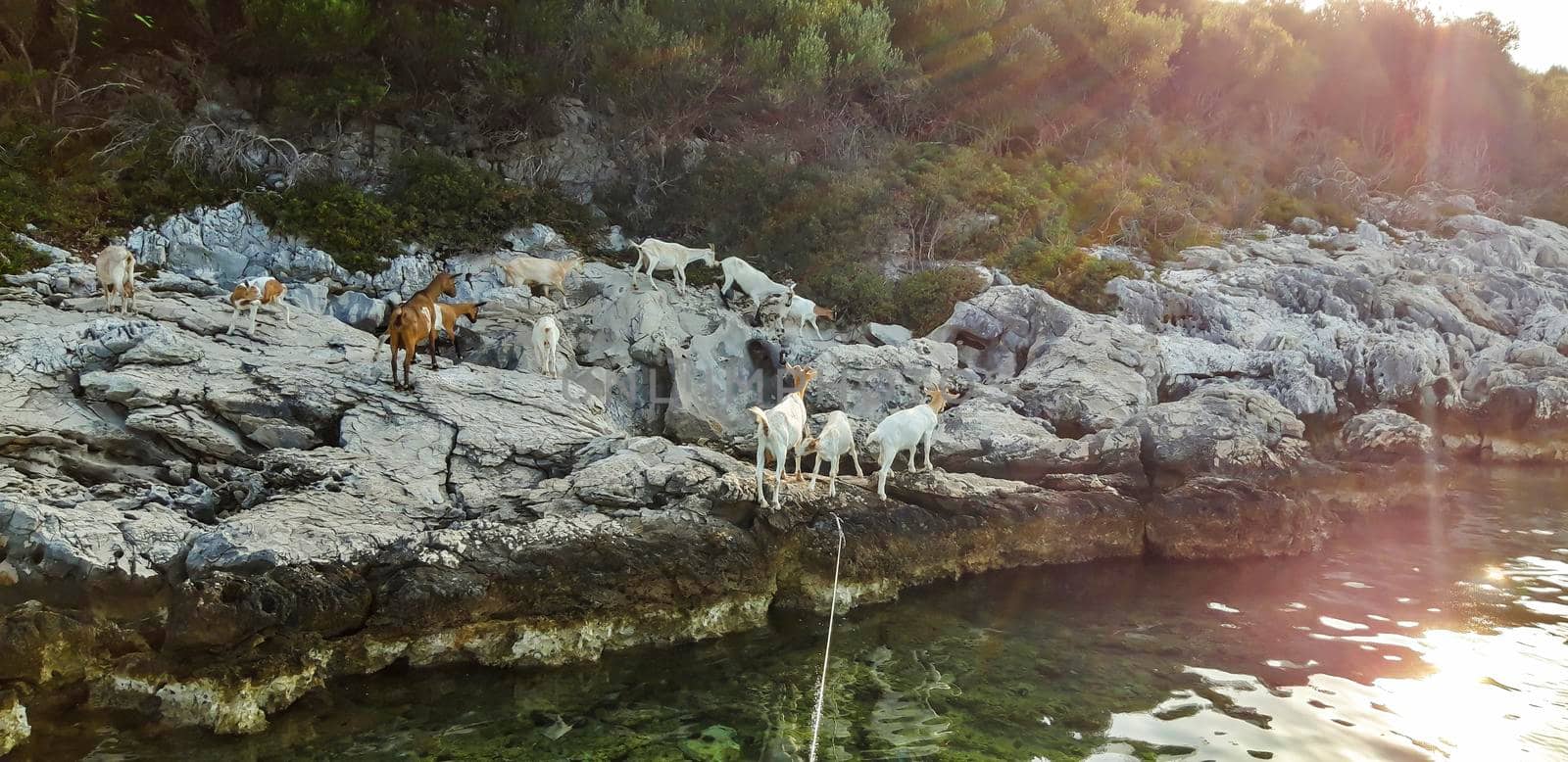Goats At Sea Background