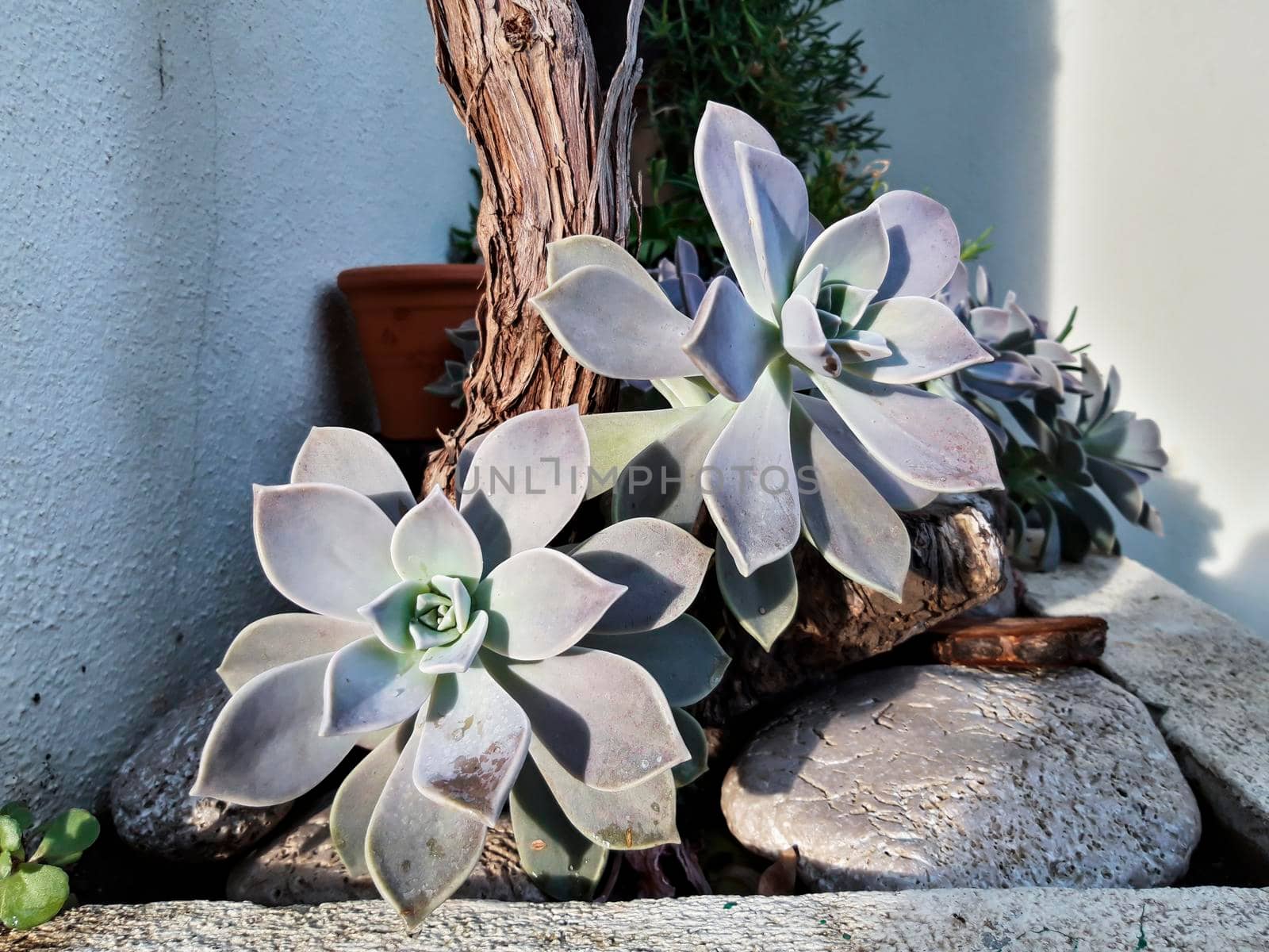 Ghost Plant Macro Close Up by swissChard7