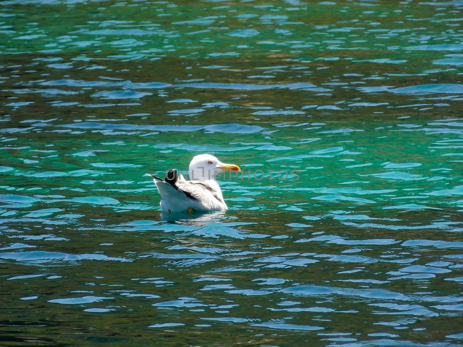 Seagull Swimming Close Up Wallpaper