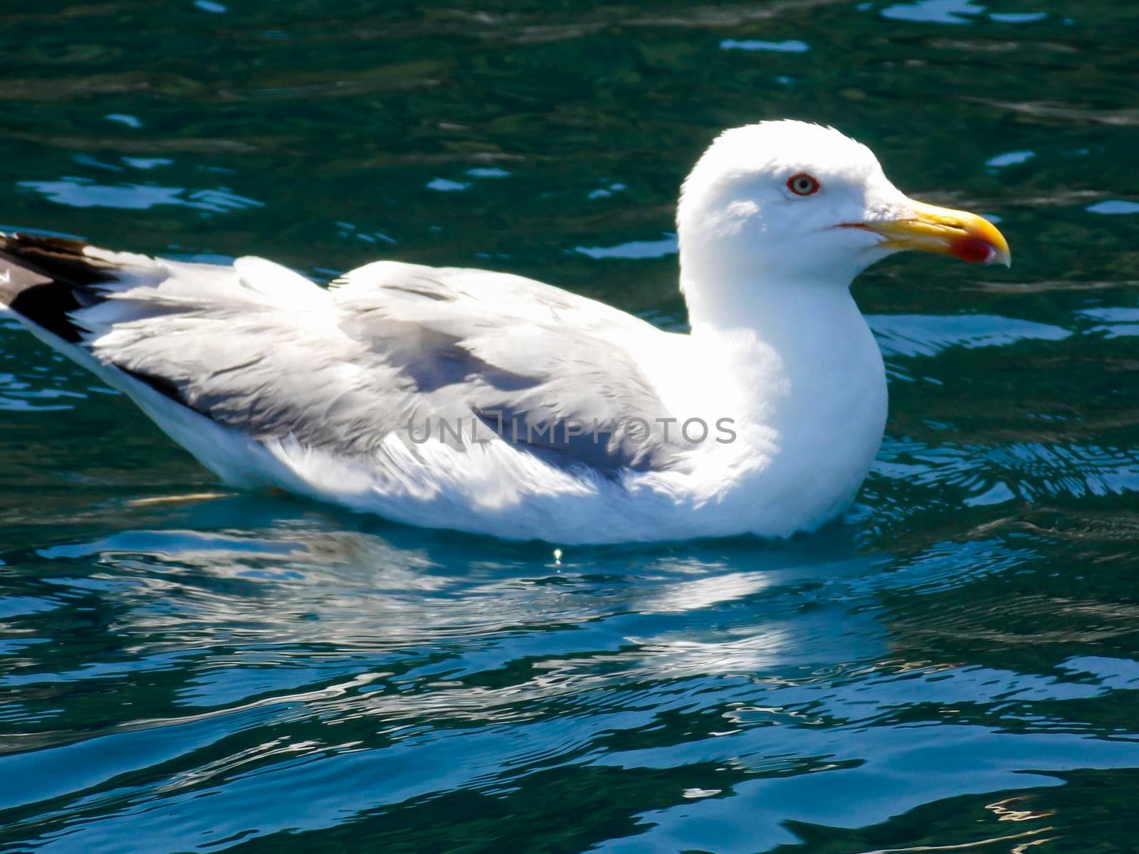 Seagull Swimming Close Up Wallpaper