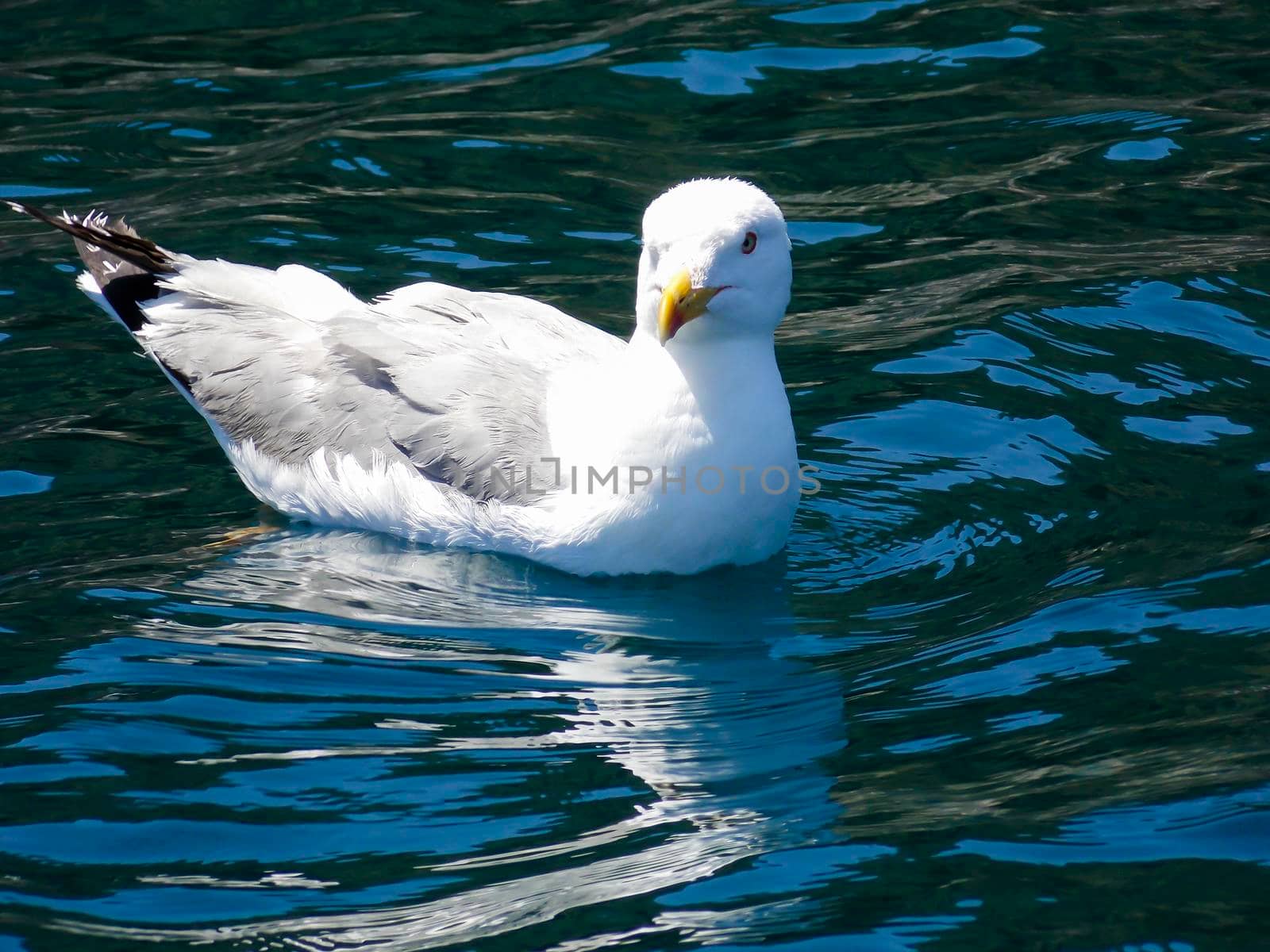 Seagull Swimming Close Up Wallpaper by swissChard7