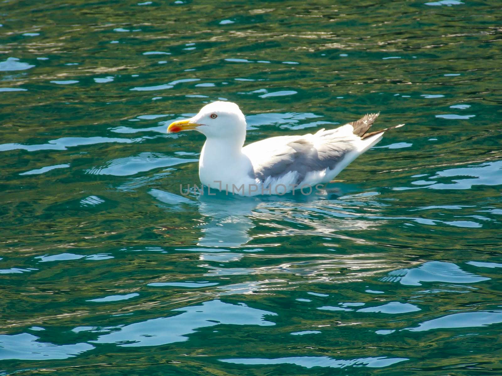 Seagull Swimming Close Up Wallpaper by swissChard7