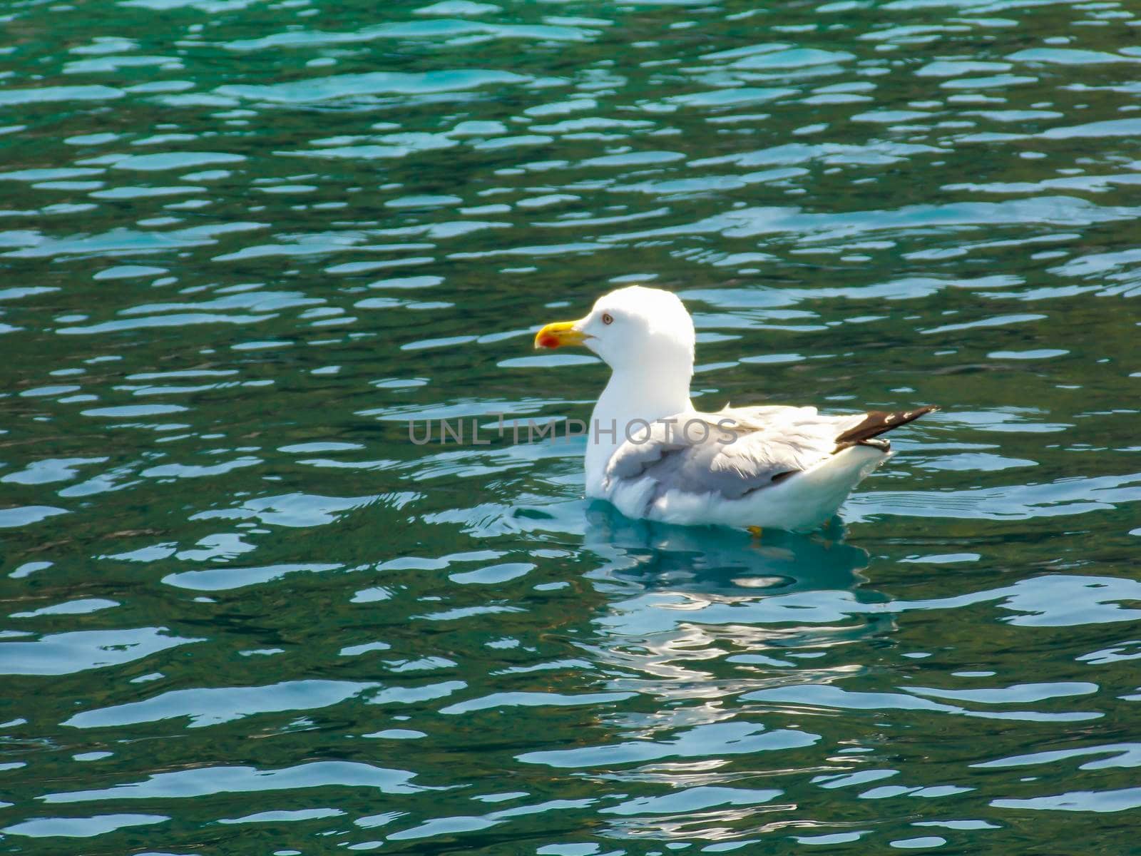 Seagull Swimming Close Up Wallpaper by swissChard7