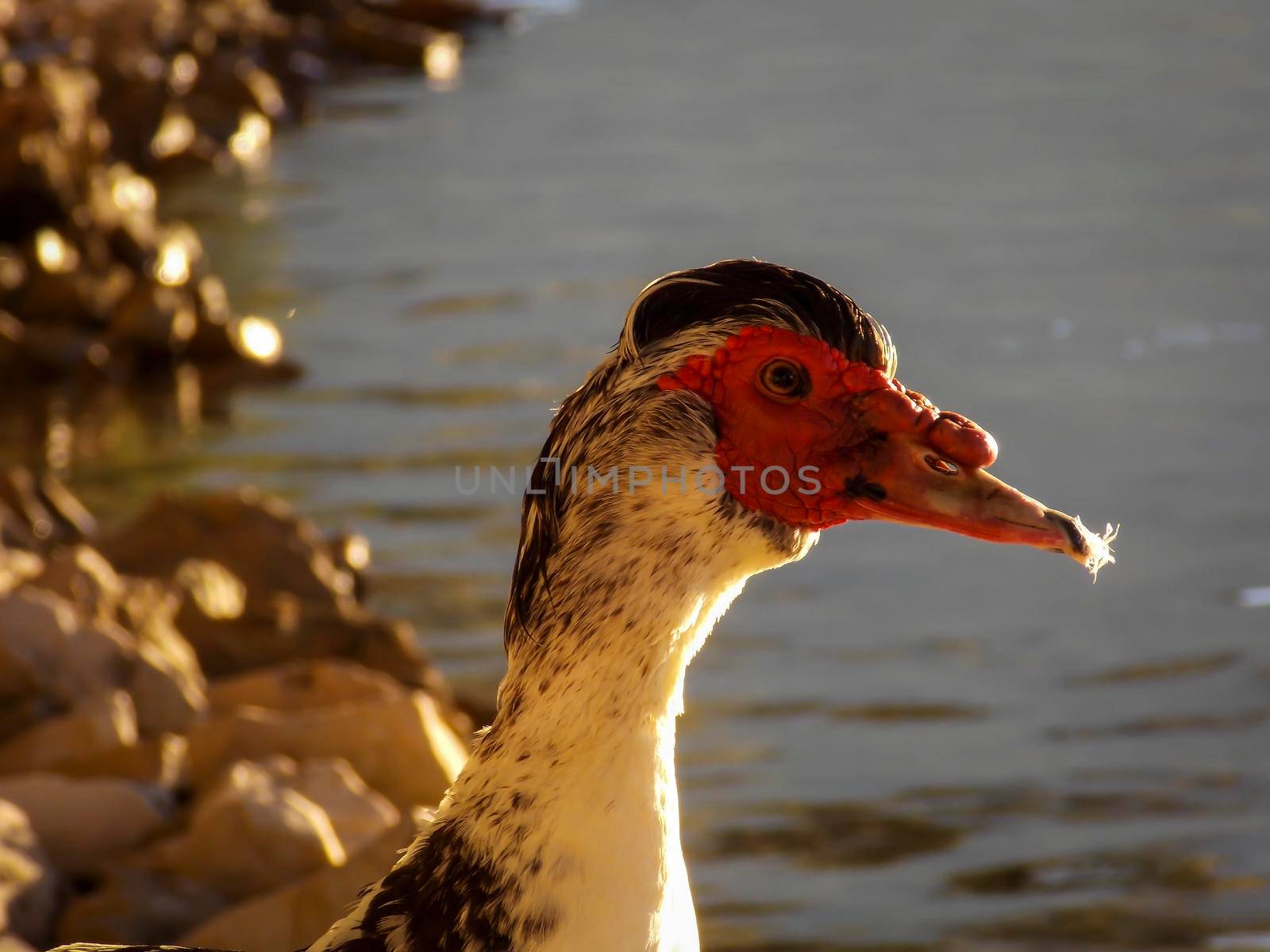 Male Muscovy Duck Close Up by swissChard7