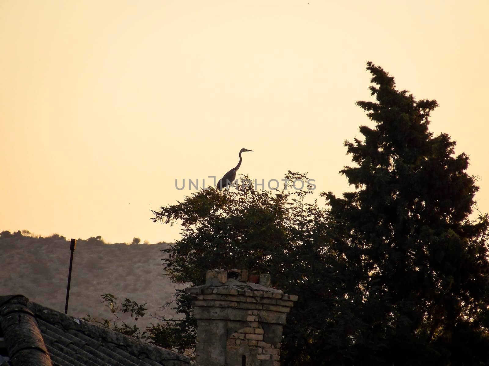 Heron Landscape Wallpaper Background Photo by swissChard7