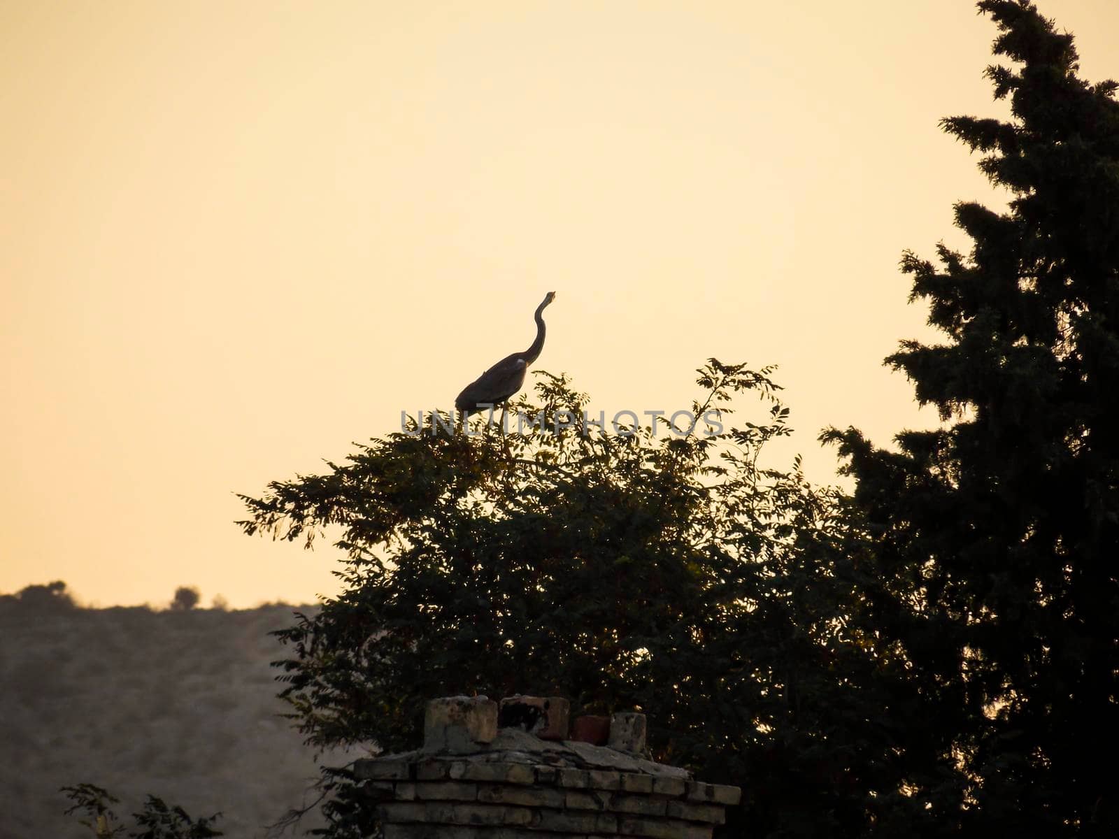 Heron Landscape Wallpaper Background Photo by swissChard7