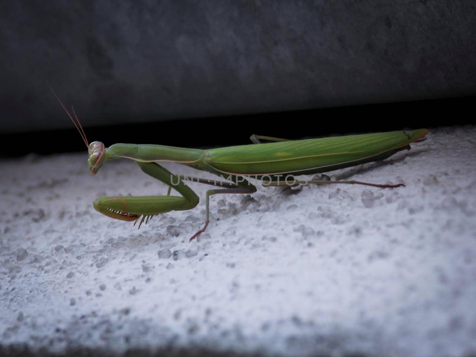 Mantis Bug Close Up Wallpaper by swissChard7