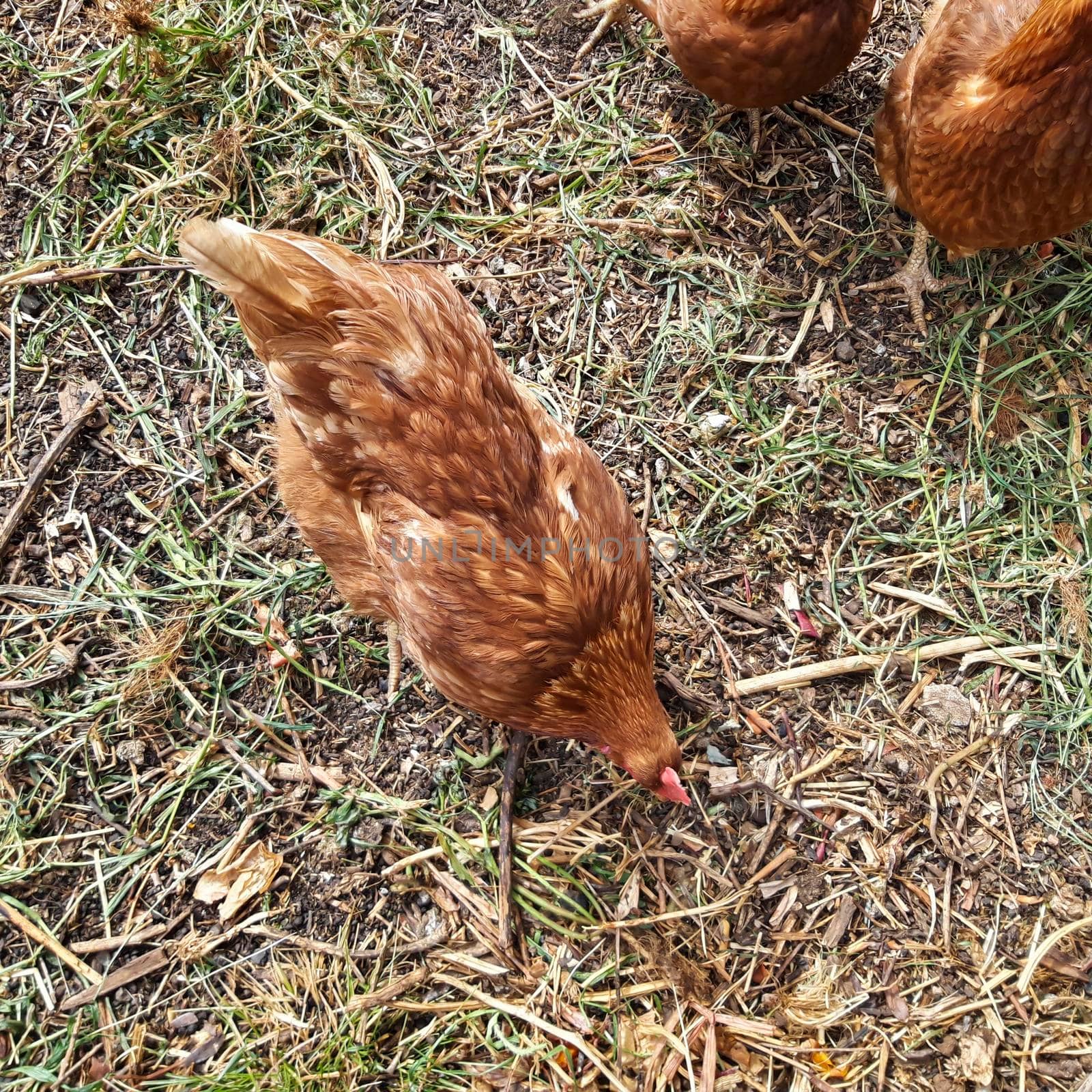 Organic Free Range Chicken Farm by swissChard7