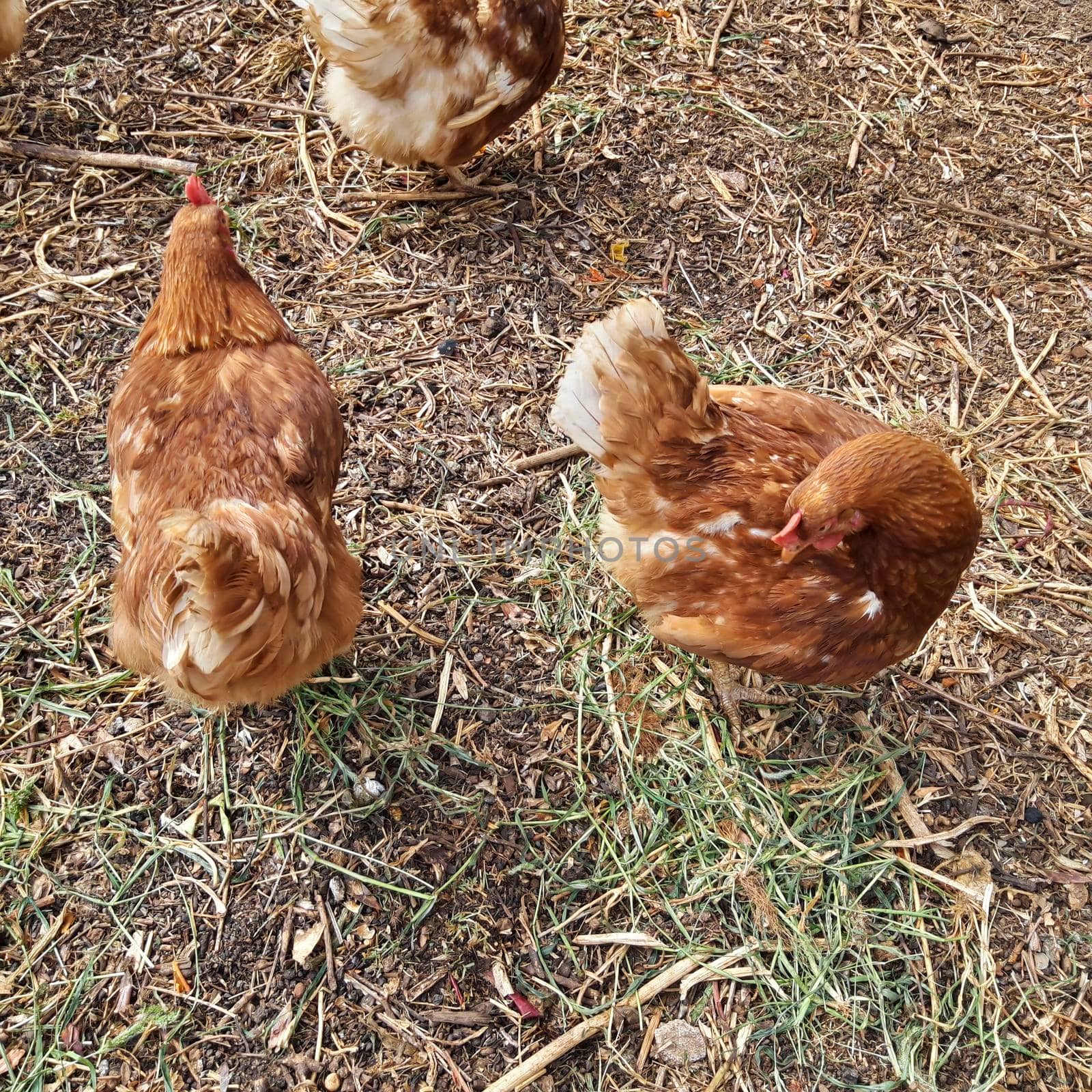 Organic Free Range Chicken Farm by swissChard7