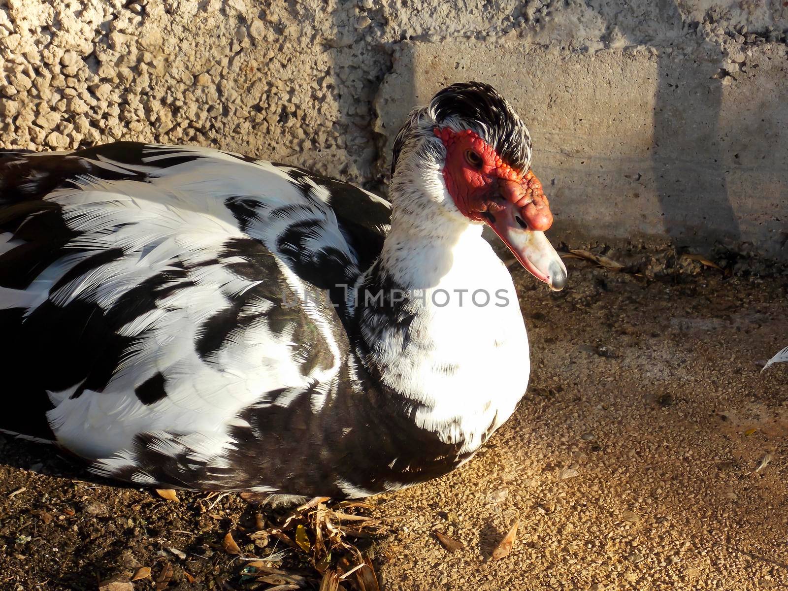 Male Muscovy Duck Close Up by swissChard7